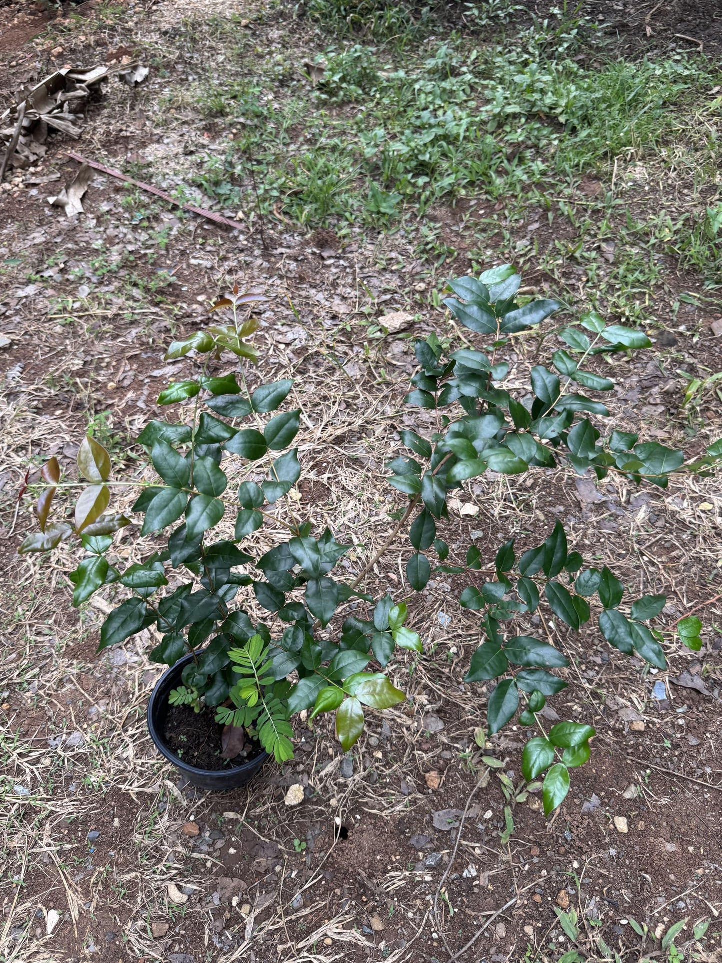 Surinam Cherry (pitanga) Eugenia uniflora Live Plant 10inch-18inch
