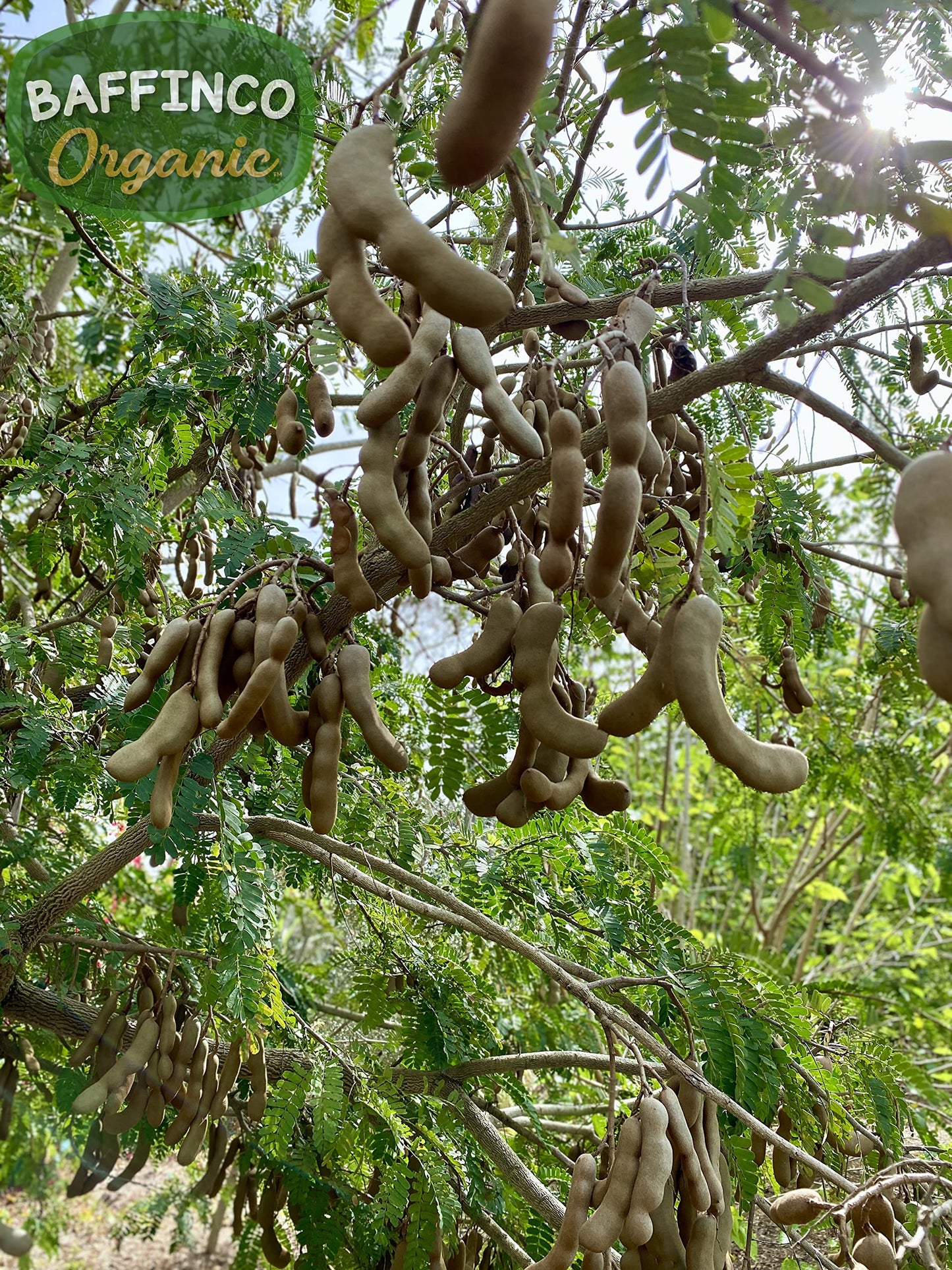 Tamarind Seeds for Planting Grow Organic Florida Product of USA NEW Seeds (30)