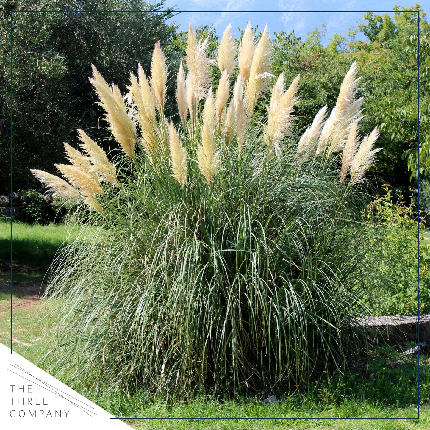Live Ornamental Pampas Grass (Cortaderia selloana) - White - Perennial Accent Plant - 10" Tall by 5" Wide in 1.5 Qt Pot
