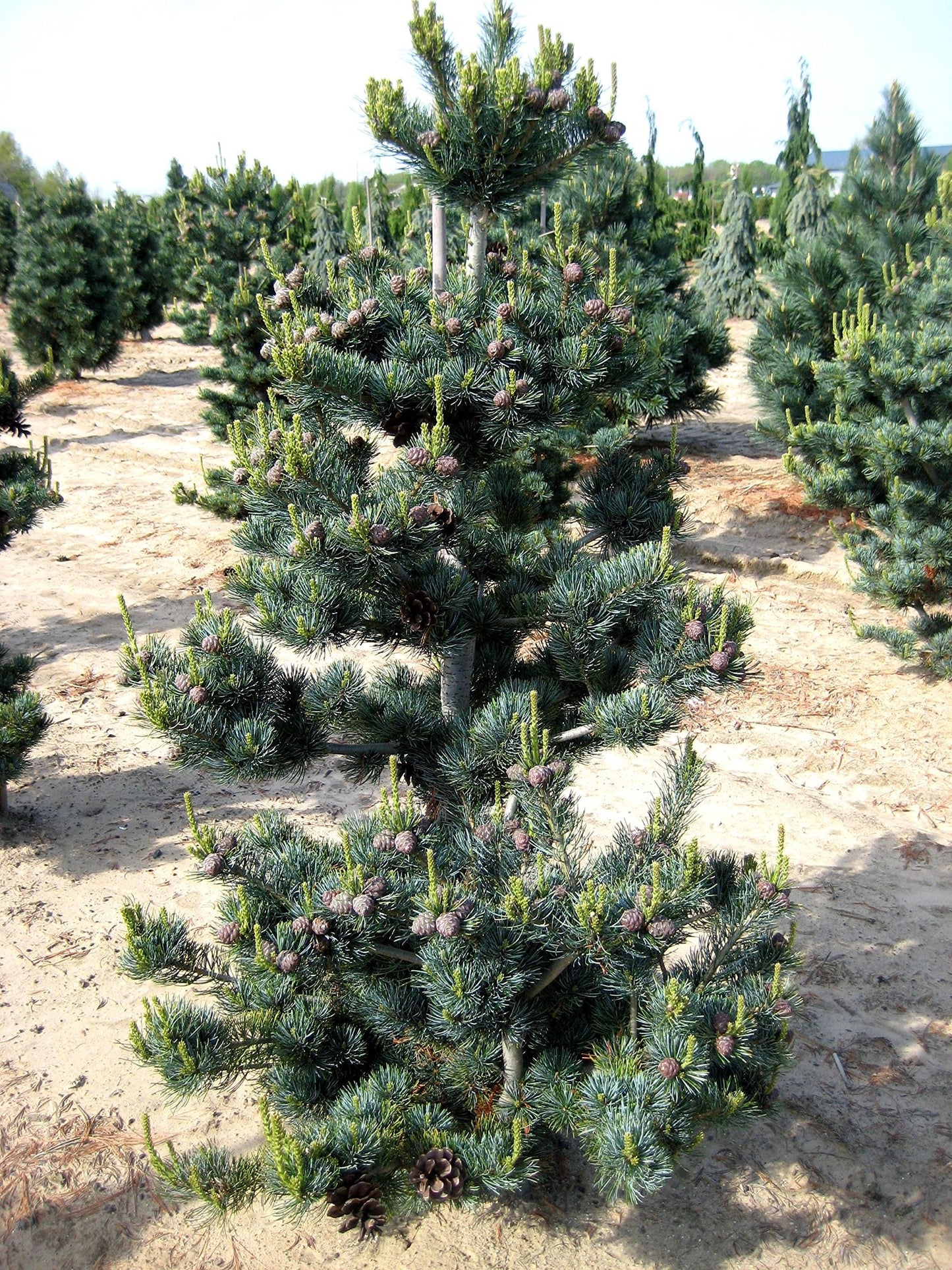 Blue Japanese White Pine 3 - Year Live Plant