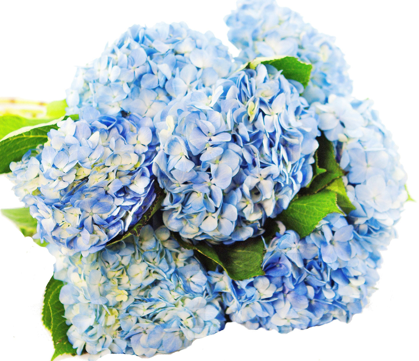 KaBloom - 15 Blue Hydrangeas (Farm-Fresh, Naturally Colored, Premium Quality - Fresh Flowers for Birthday, Valentine's & Mother's Day