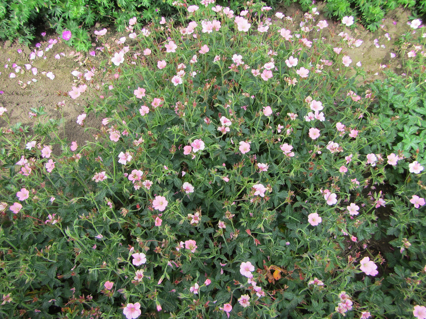 Easy to Grow Geranium Wargrave Pink 3 Roots (Cranesbill) - Pink Flowers Bloom Summer to Fall in Sun, Cold Hardy Perennial