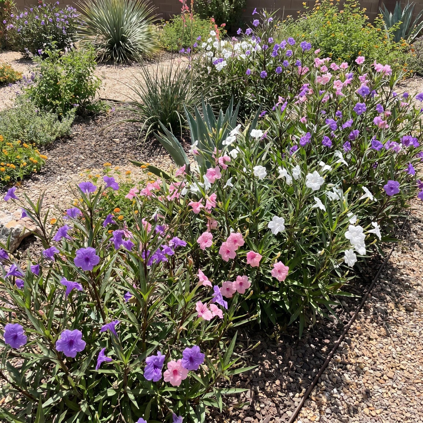 4 Mexican Petunia Live Plants 4–7 Inches Tall, Mexican Petunia Flowering Plants for Borders, Beds or Landscape (Mix)