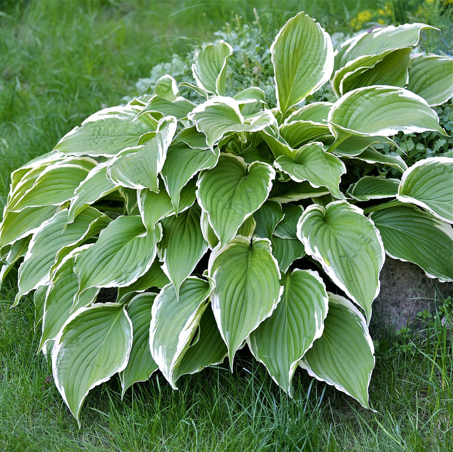 Easy to Grow Hosta Francee 3 Plant Bareroots - Green & White Variegated Foliage for Shade, Summer Flowers Outdoor Zones 3-8