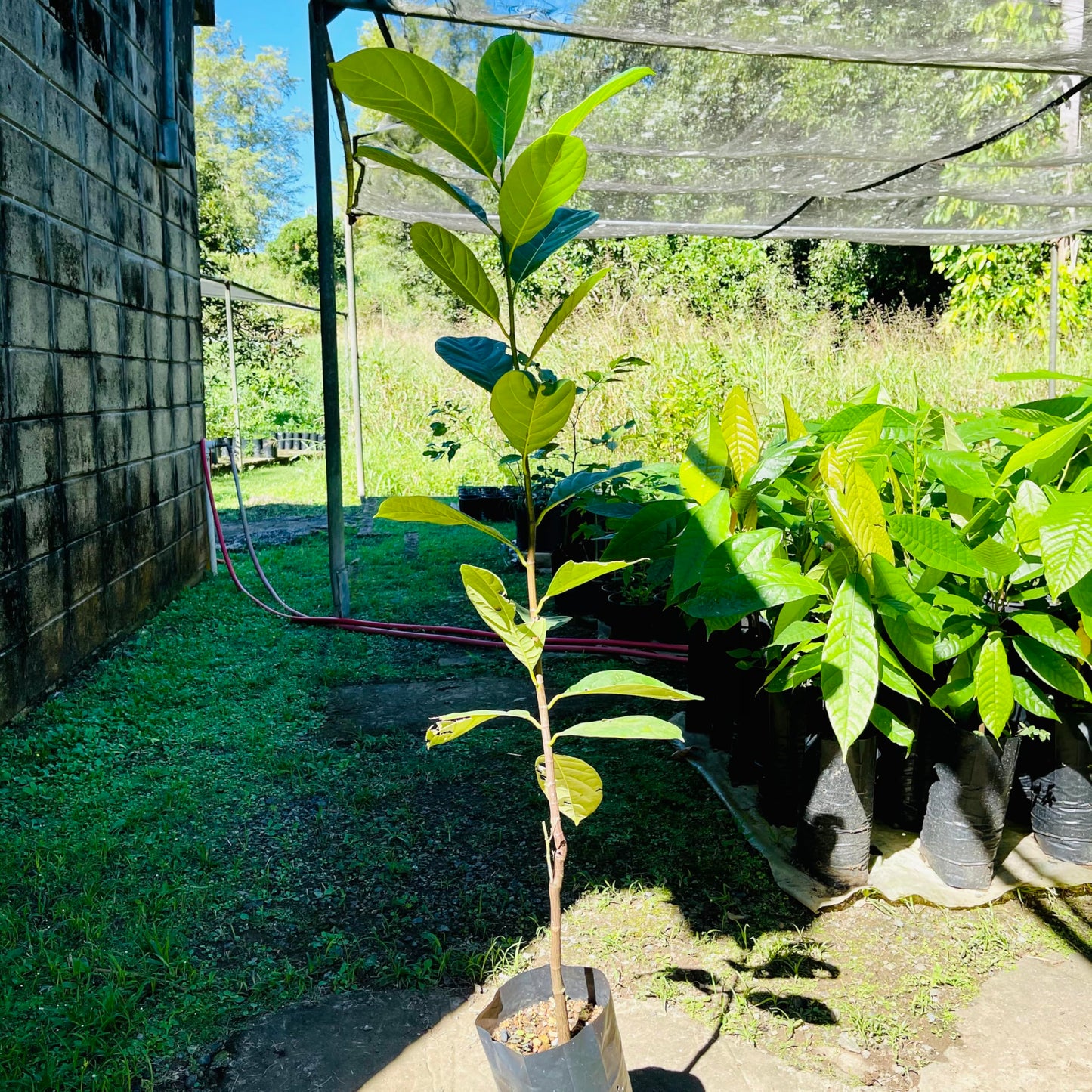 Jackfruit Tree Tropical Fruit Live Tree 1’-2’ Tall TropicalPlantae