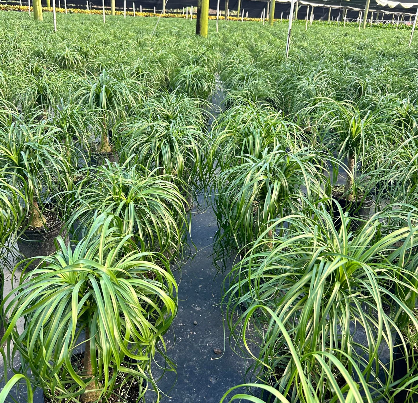 Andersen Farms Ponytail Palm ‘Elephant’s Foot’ – 10 Inches Grower Pot – Live Indoor/Outdoor Drought-Tolerant Plant – Air Purifying, Easy Care Houseplant for Home Décor