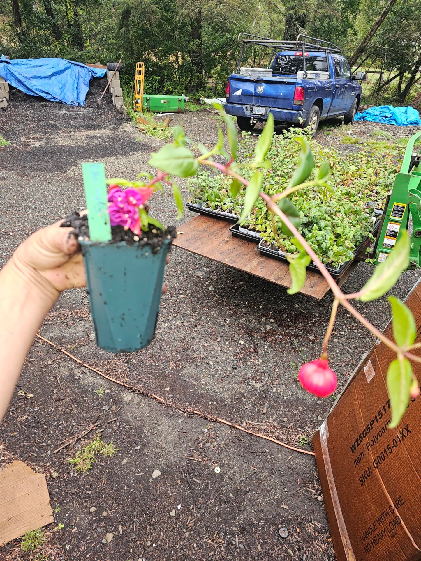 one Large 1 Foot (10-14" Tall) Live Southgate Fuchsia Fuschia Plant (White/Pink) Bush Shrub Butterfly Hummingbird Attraction pollinator in a 5" Pot, Well Rooted Flowers semi-Shade