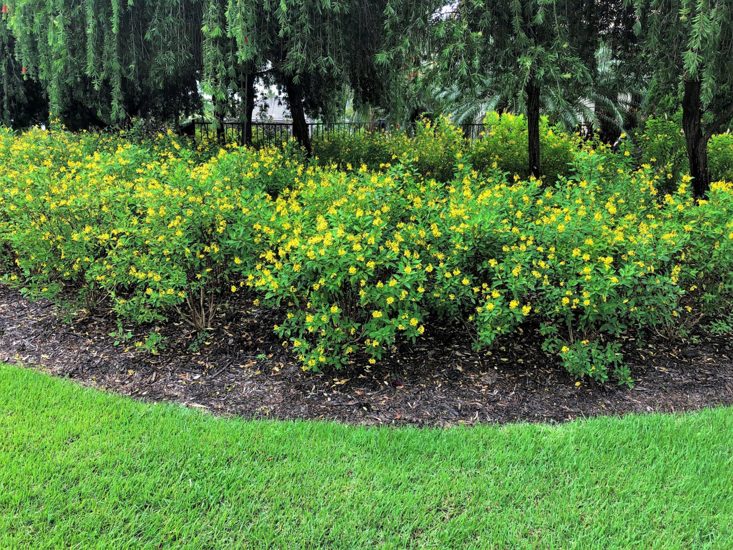 Thryallis | 1 Extra Large Trade 3 Gallon Plant | Galphimia glauca | Tropical Beauty | Year-Round Blooms