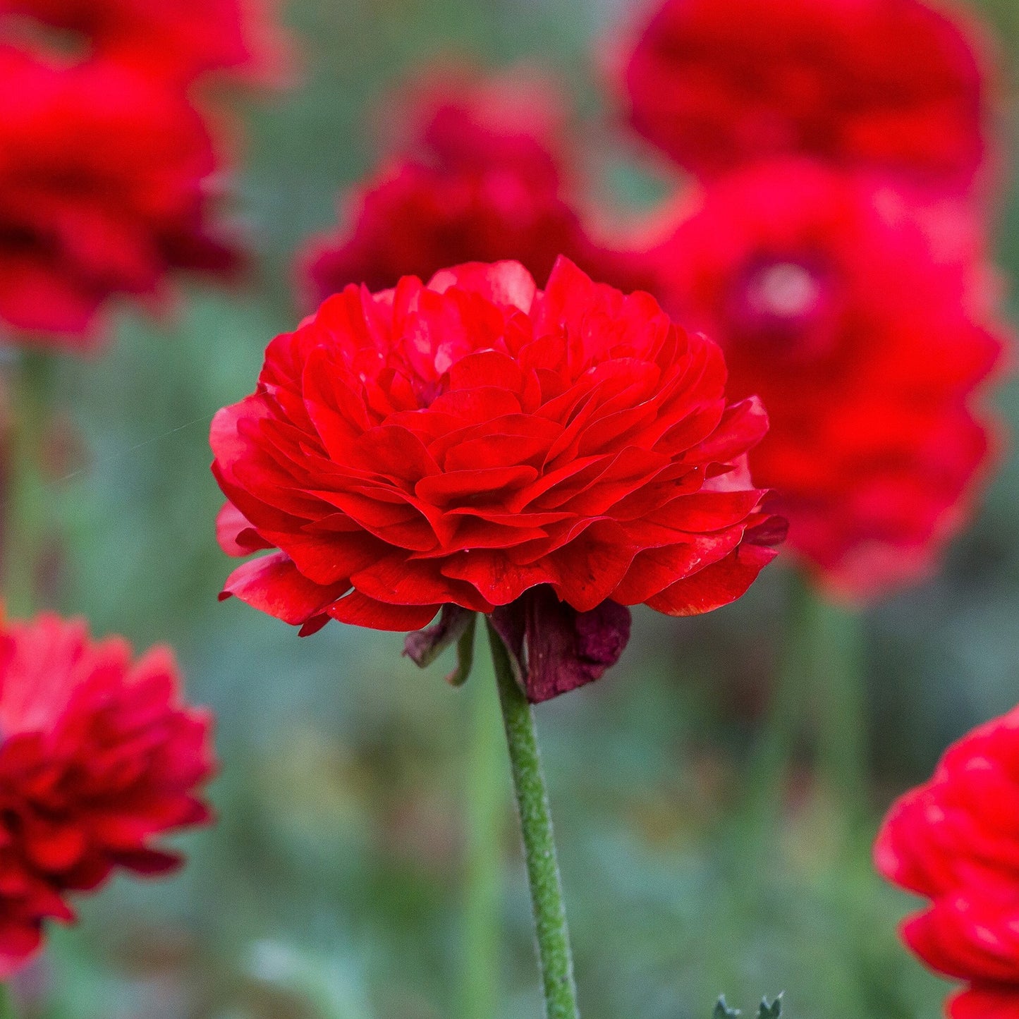 Easy to Grow Ranunculus Tecolote Red 10 Plant Bulbs - Spring Red Blooms in Sun, Carlsbad Flower Fields, Great for Cutting