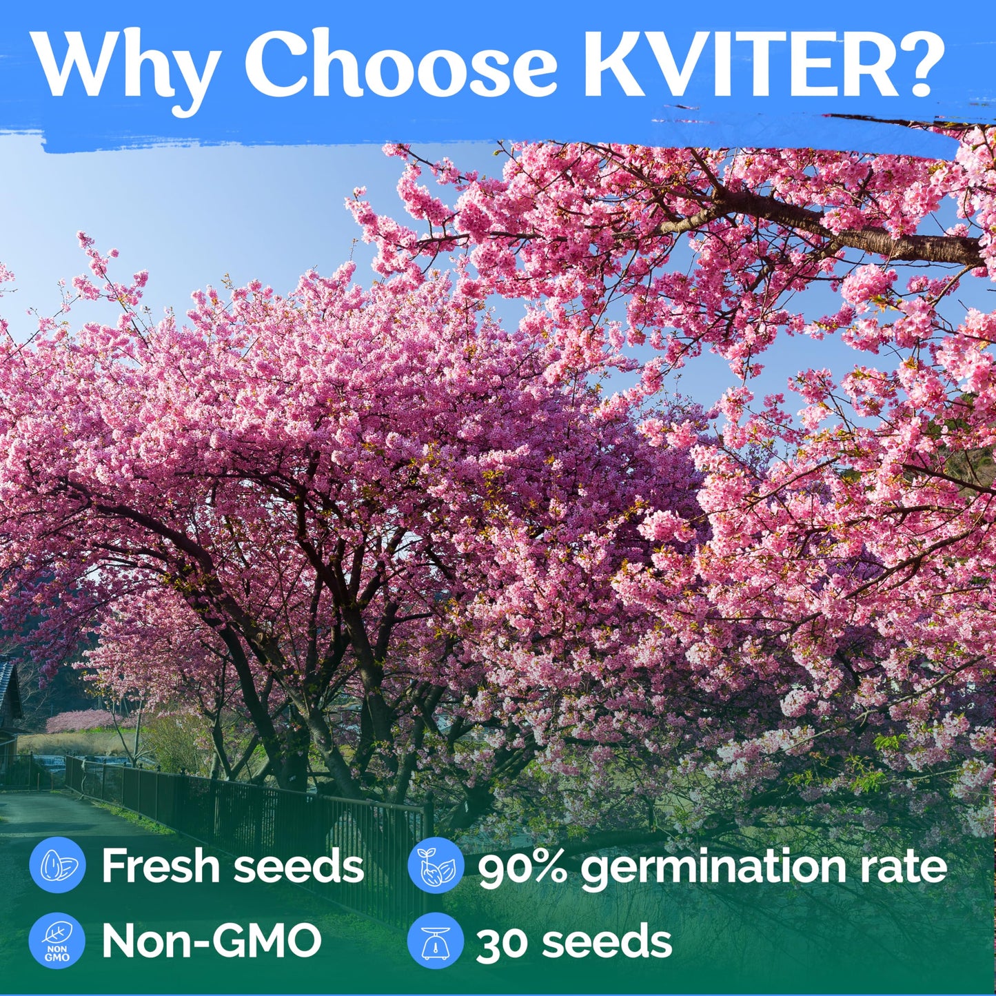 KVITER 30 Weeping Cherry Sakura Tree Seeds for Planting (Prunus Subhirtella) – Pink Japanese Cherry Blossom Tree, Higan/Rosebud/Spring Cherry Seeds – Flowering Trees for Home, Patio & Outdoor Garden