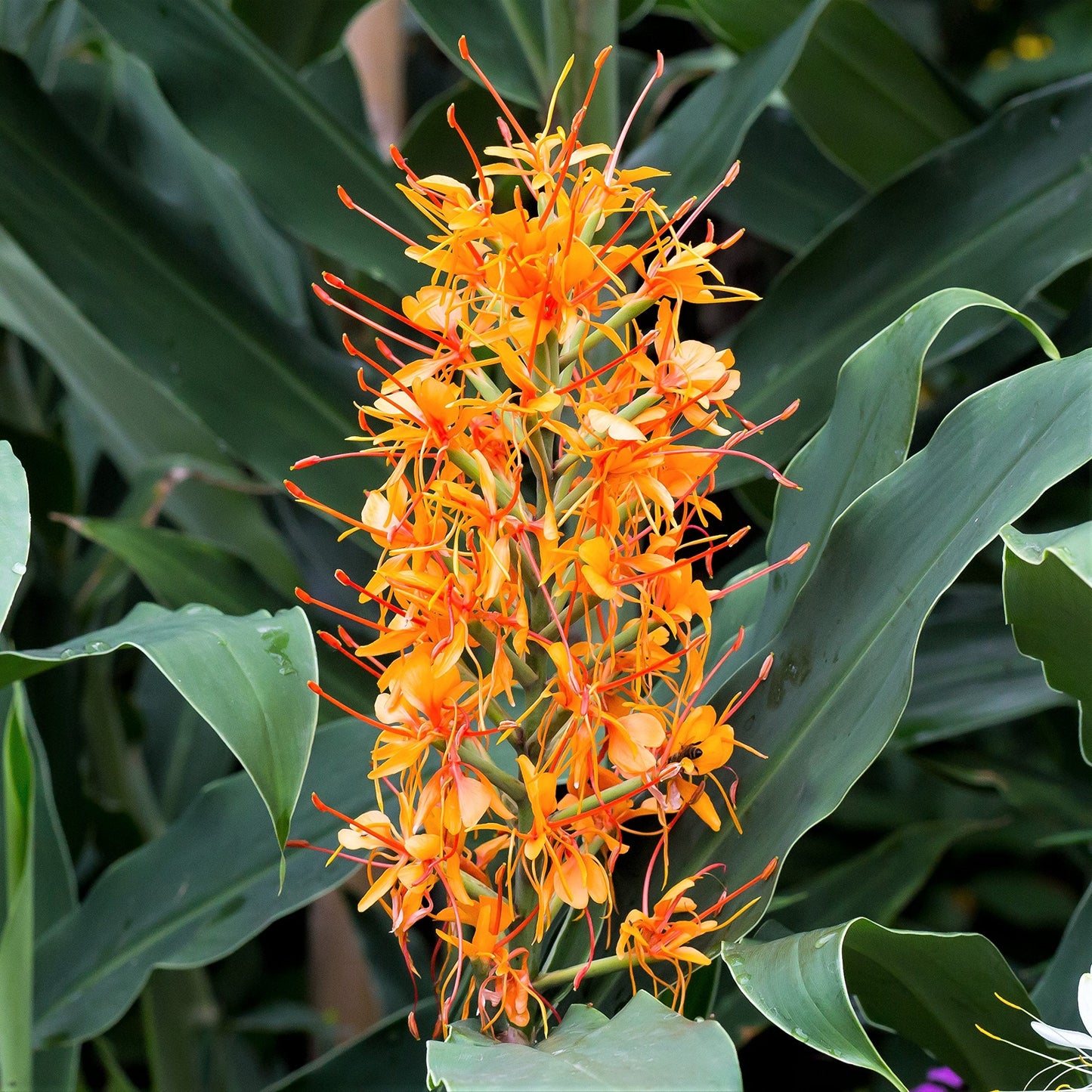 Easy to Grow Ginger Aurantiacum 3 Flower Bulbs - Uncommon Orange Fragrant Blooms in Summer Tropical Garden