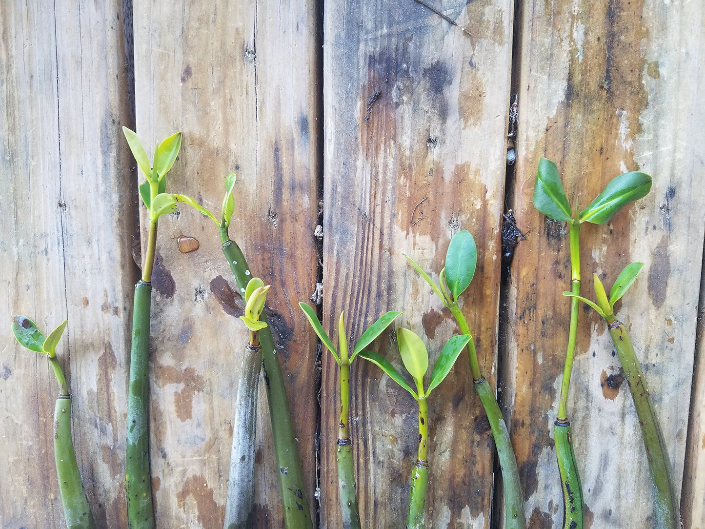 5 LIVE Mangroves - Red Mangrove Seedlings - Filtration, Aquarium, Reef, Tank, Saltwater, Aquatic, Plants