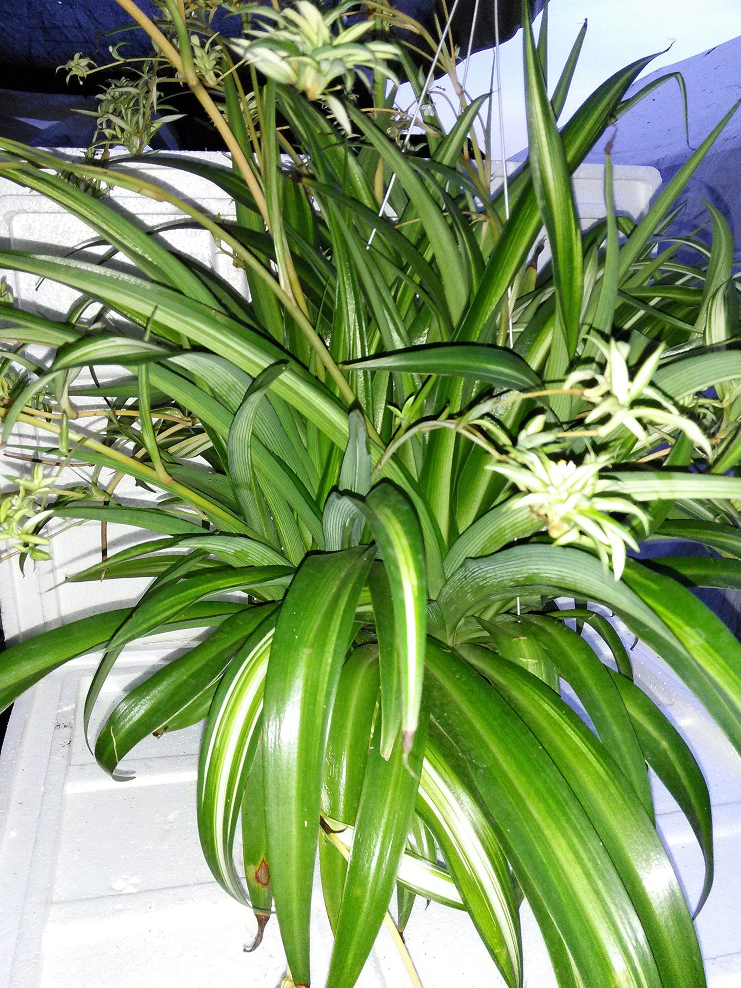 Ocean Spider Plant - Easy to Grow - Cleans the Air - NEW - 8" Hanging Basket from Jmbamboo