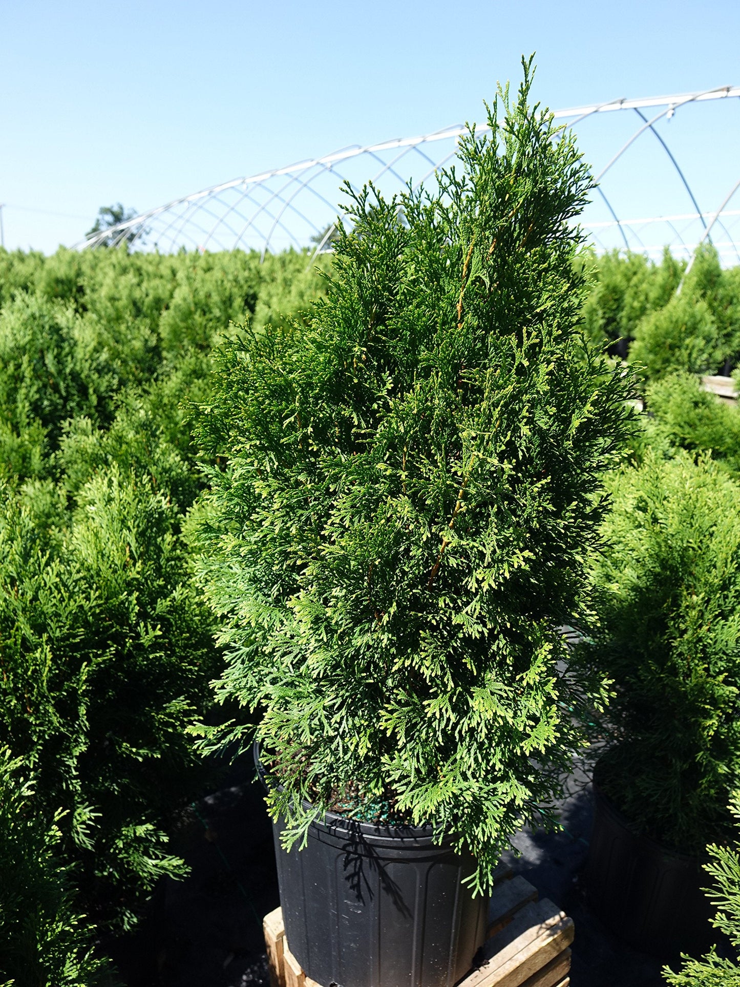 Live Plant Green Promise Farms, Thuja occidentalis 'Smargd' Emerald Green Arborvitae #3 Size Container, Evergreen