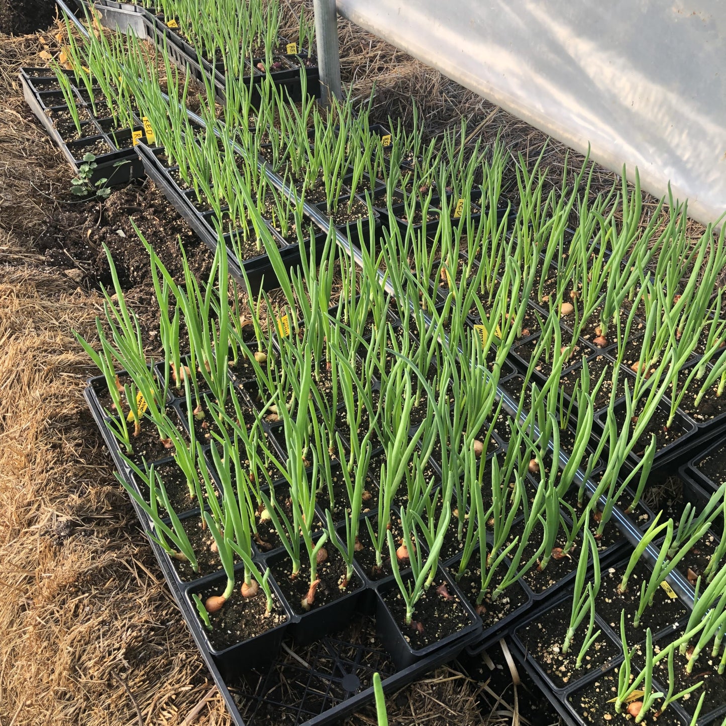 Smoke Camp Crafts Yellow Onion Plants, Live Seedlings, 2.5-inch Growing Pot
