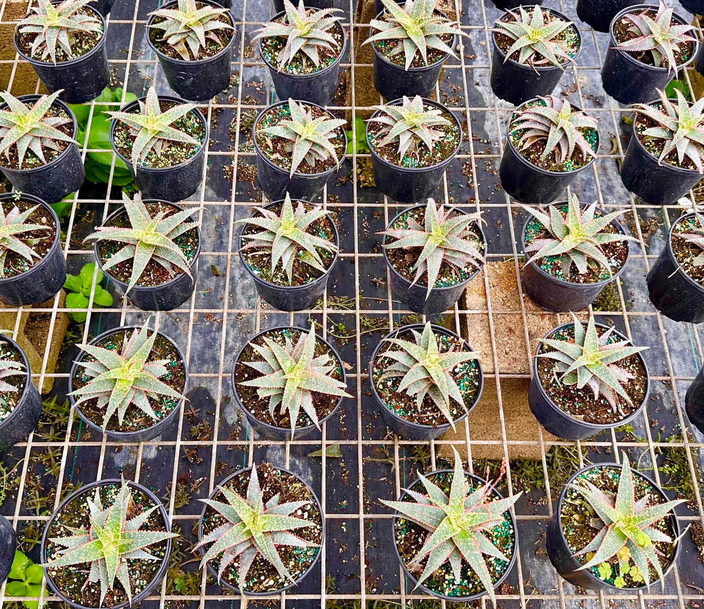 ragnaroc Live Succulents – Aloe Christmas Carol in 4” Pot - 1ct - Live Arrival Guaranteed - Potted Succulents, House Plants for Home Decor & Gift