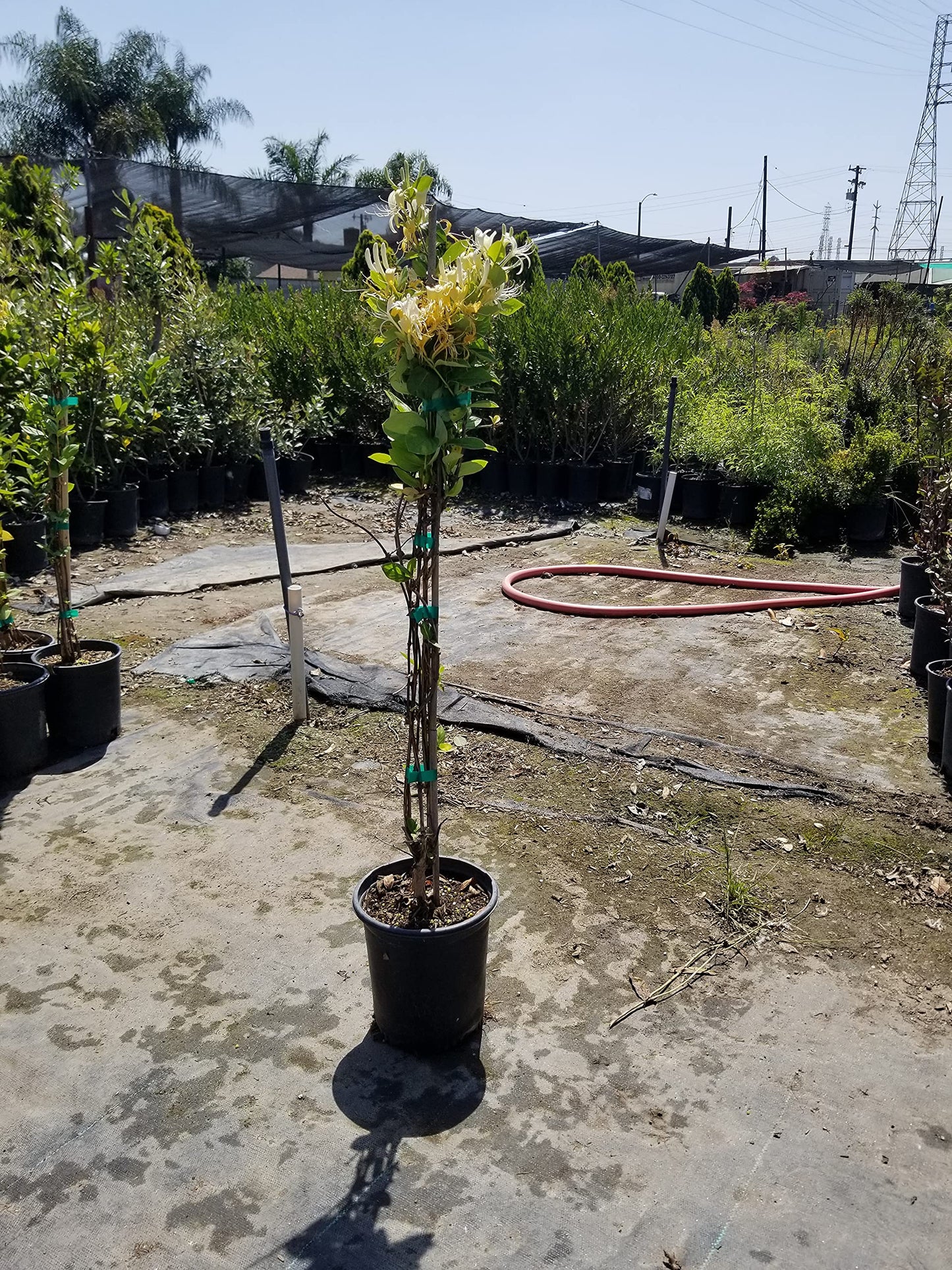 Honeysuckle Plant - Lonicera Japonica, Known as Japanese Honeysuckle or Golden-and-Silver Honey Suckle 2-4FT Tall 1 Gal Potted Hummingbirds Favorites-Shade - Privacy - Ground Cover, Flower Arch