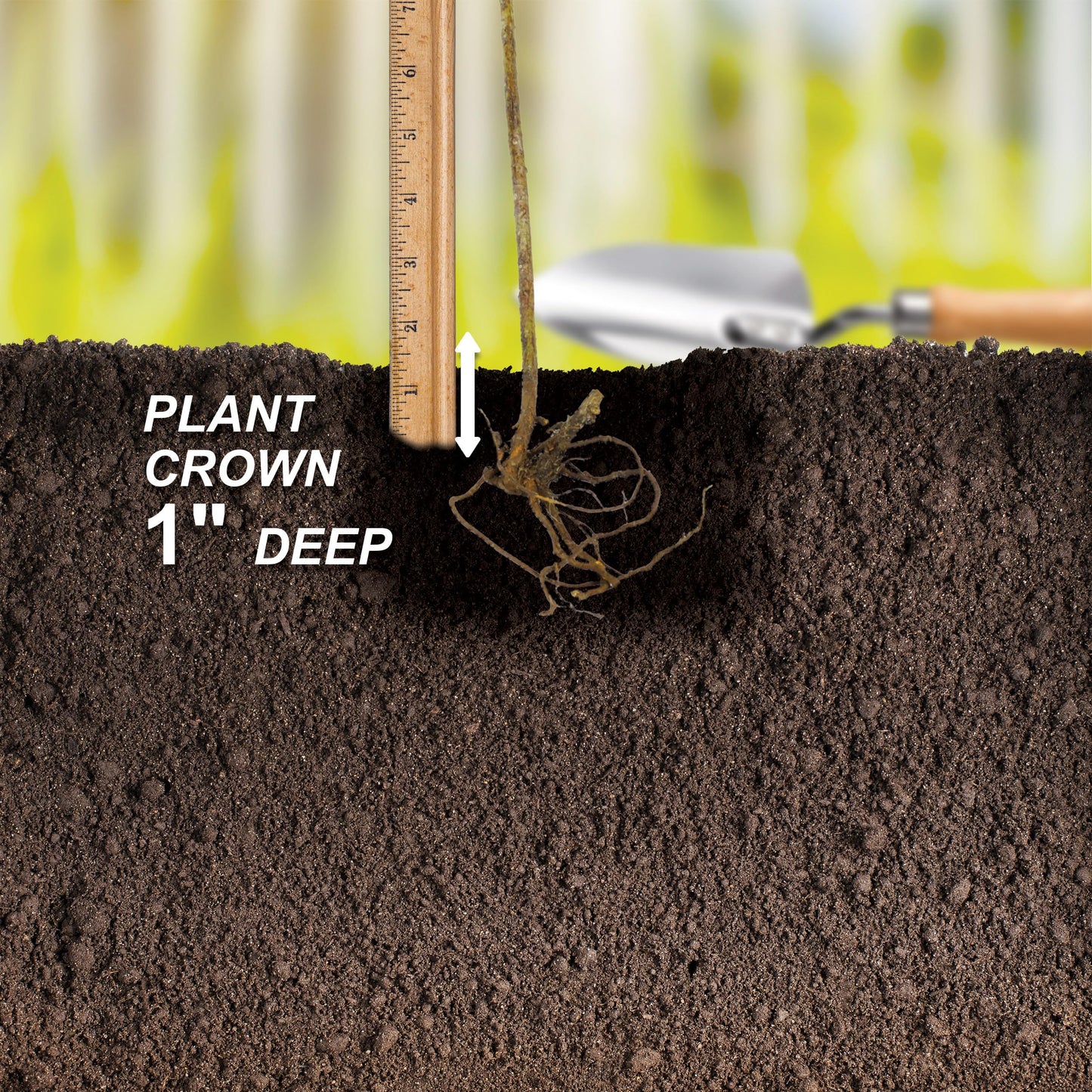 Garden State Bulb Red Suffolk Seedless Grape, Bare Root, Non-GMO, Spring Planting (Bag of 1)