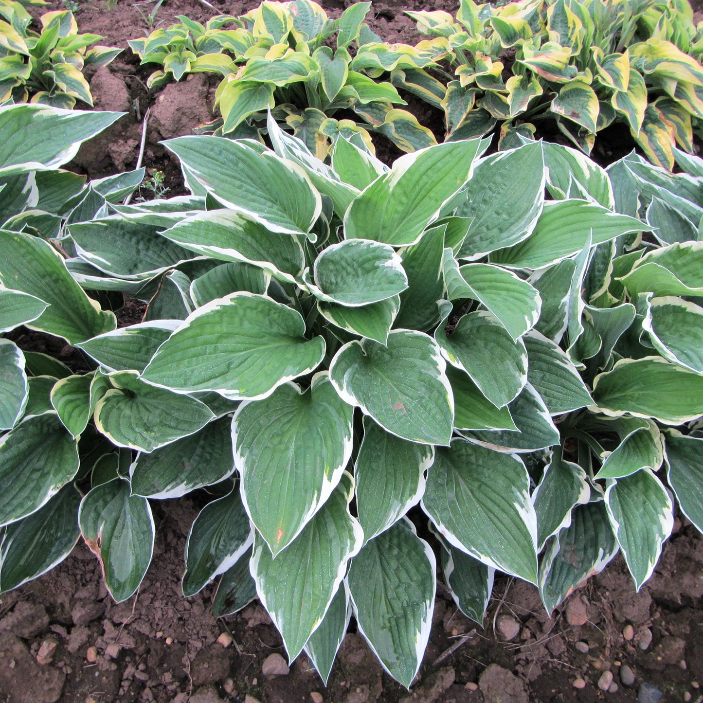 Easy to Grow Hosta Francee 3 Plant Bareroots - Green & White Variegated Foliage for Shade, Summer Flowers Outdoor Zones 3-8