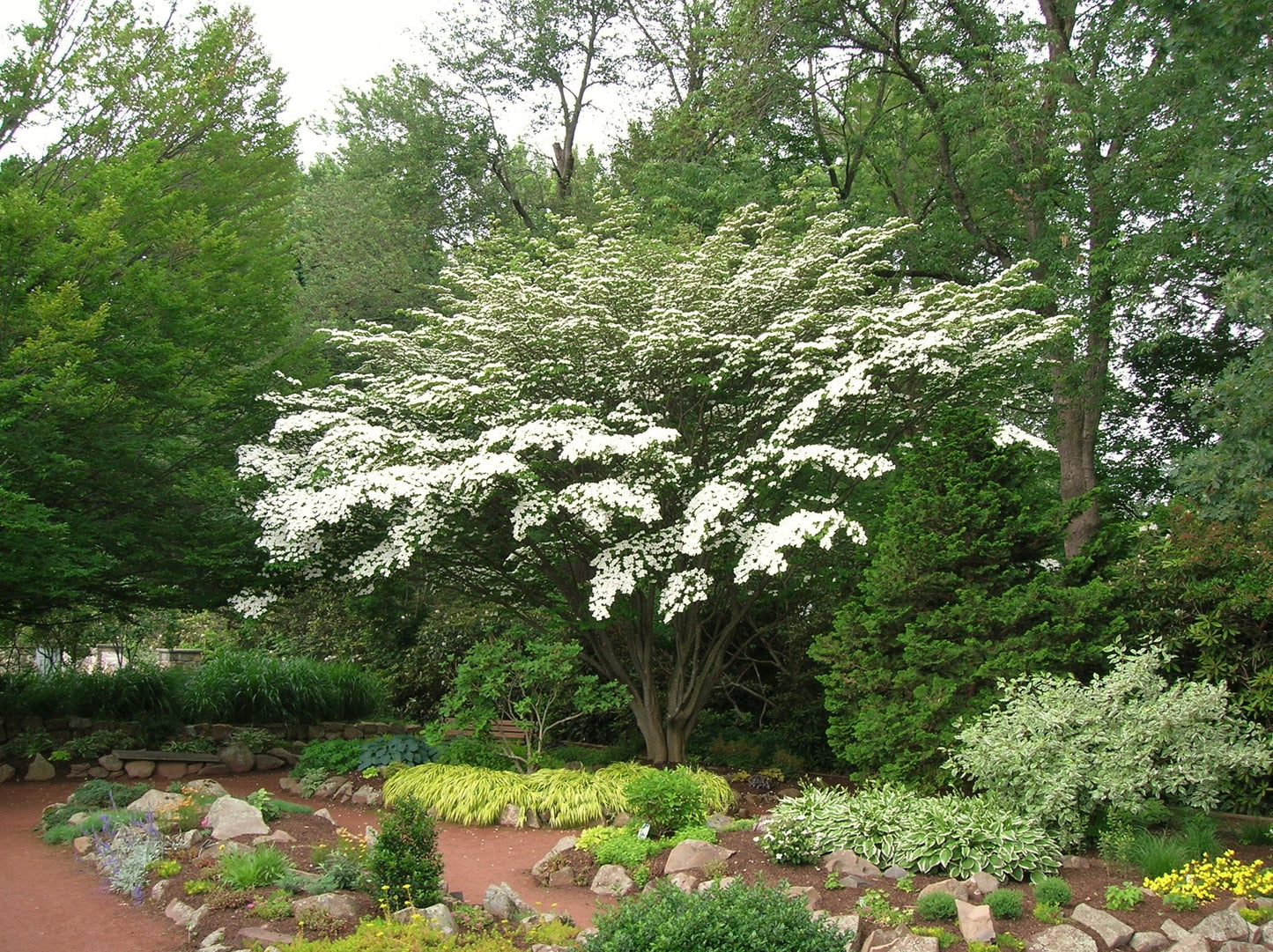 White Kousa Dogwood 'Milky Way' - Live Plant Shipped 3 to 4 Feet Tall by DAS Farms