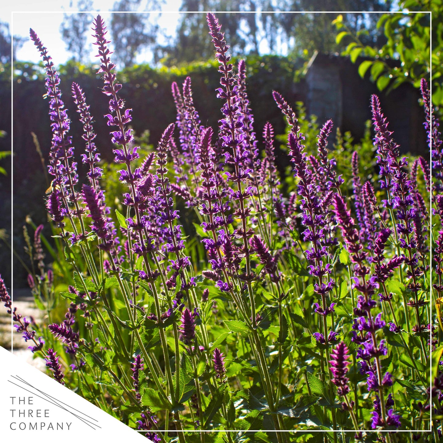 Live Salvia - Pink - Beautiful Upright Perennial - Healthy Spring Plant - 12" Tall by 6" Wide in 2.5 Qt Pot