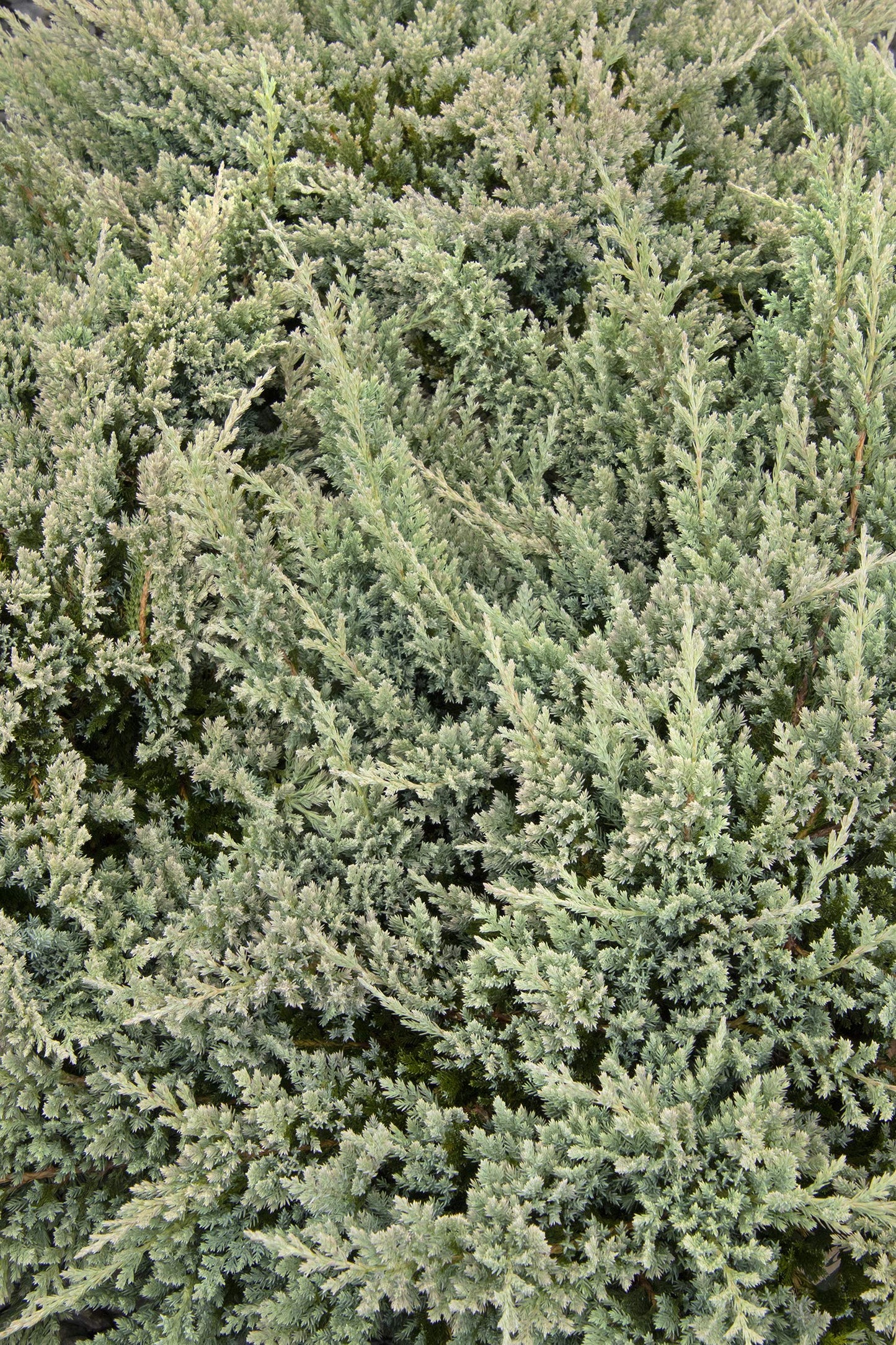 Juniper Blue Chip - 3 Live Plants - Juniperus Horizontalis - Drought Tolerant Cold Hardy Evergreen Ground Cover