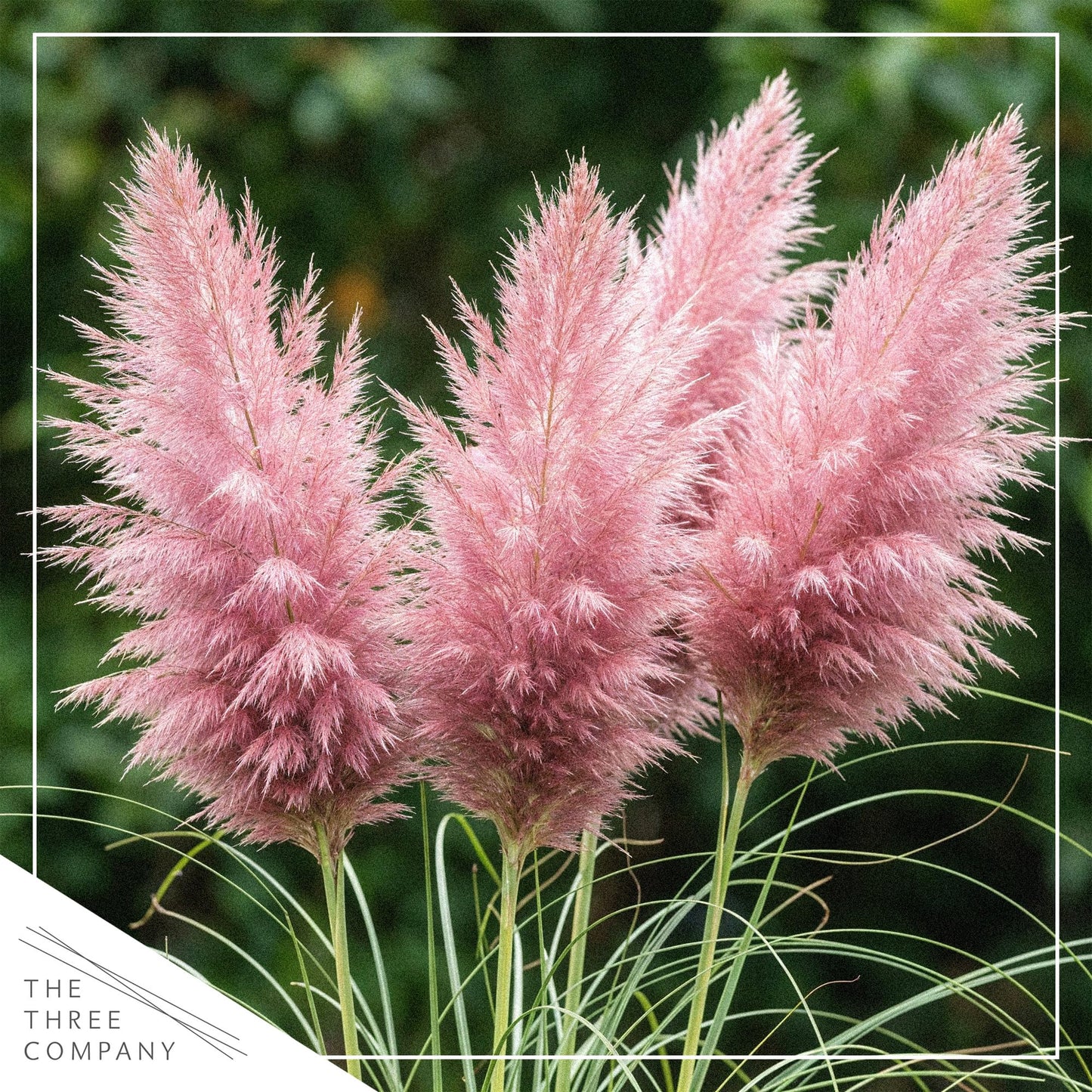 Live Ornamental Pampas Grass (Cortaderia selloana) - Pink - Perennial Accent Plant - 10" Tall by 5" Wide in 1.5 Qt Pot