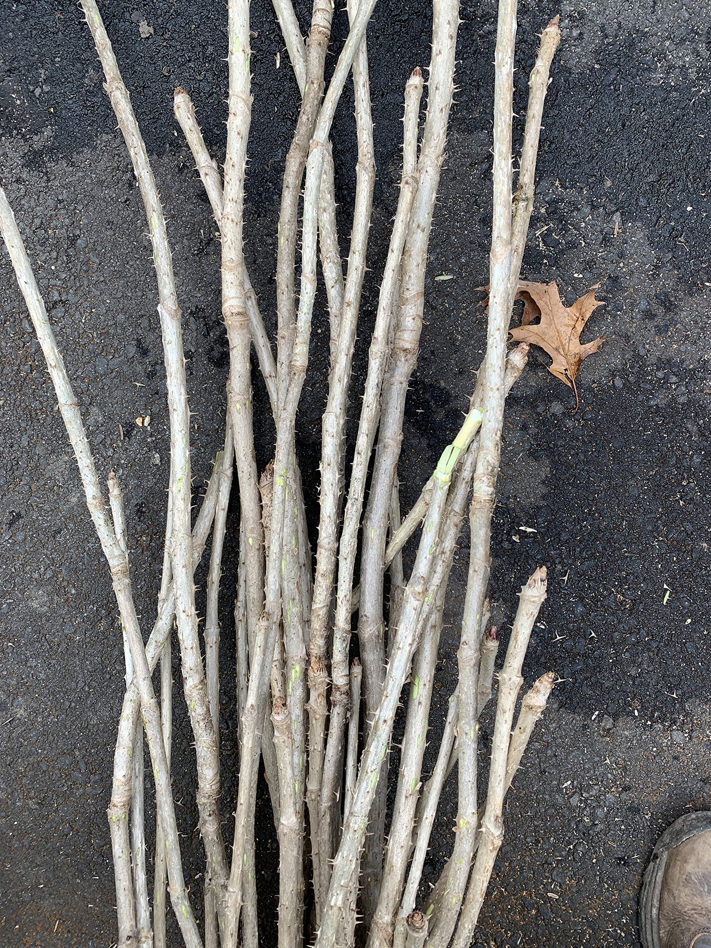 3 Branches/Stems 24” Long of Aralia spinosa - Devil's Walkingstick