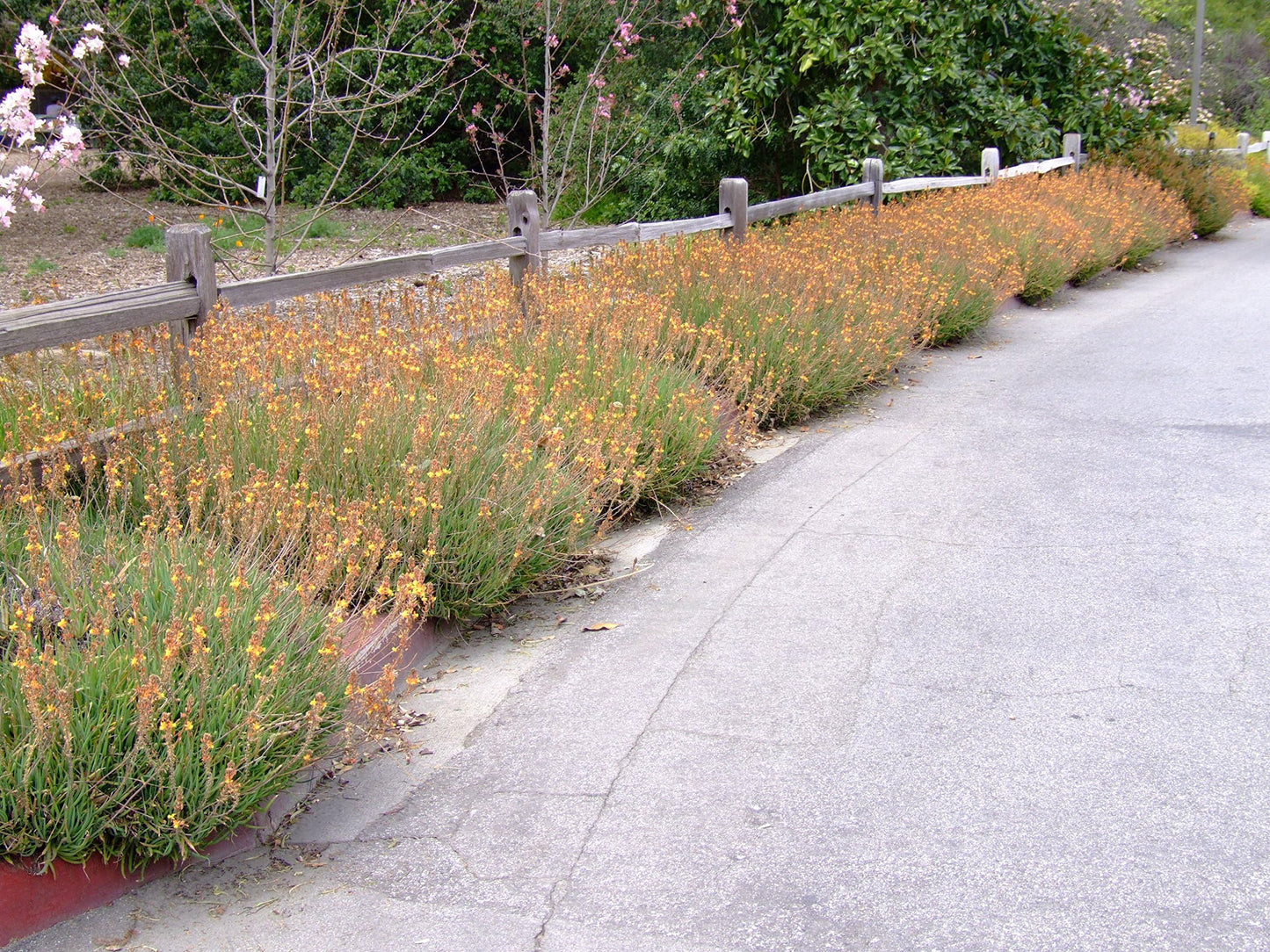 Bulbine Hallmark Orange | 1 Live Gallon Size Plant | Vibrant Orange Blossom Succulent, Live Plant, Easy-Care Perennial for Sunny Gardens, Drought-Tolerant Ground Cover