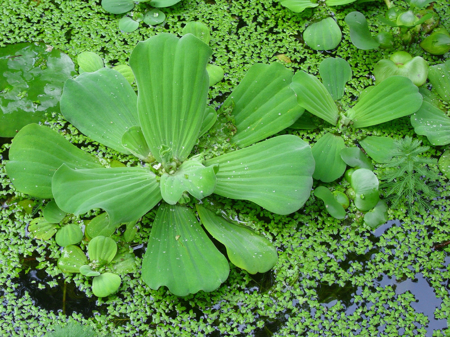 100 Live Duckweed Plants (LEMNA Minor)