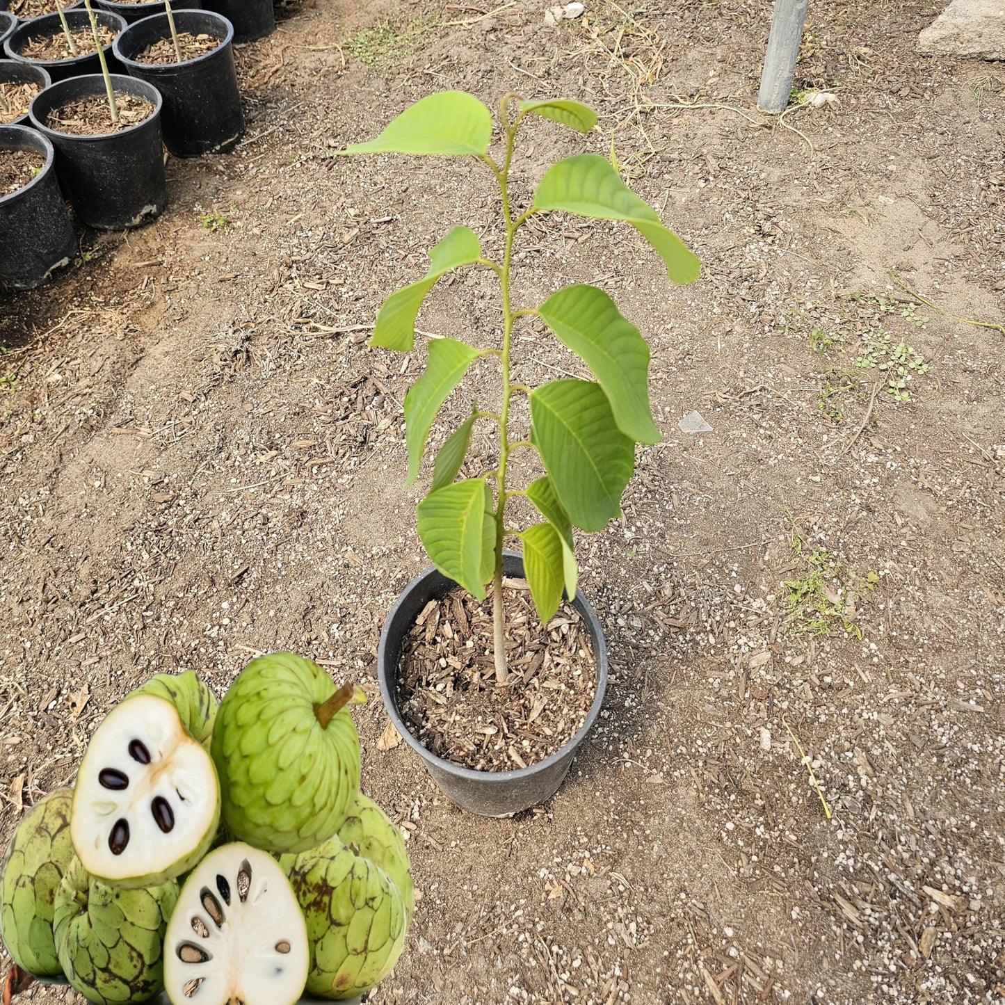 Premium Cherimoya Fruit Tree, Live Plant, South American Tropical Variety, Potted Seedling for Garden or Orchard (Cherimoya Sapling, 1-1.5Ft Tall 1 Gallon Potted)