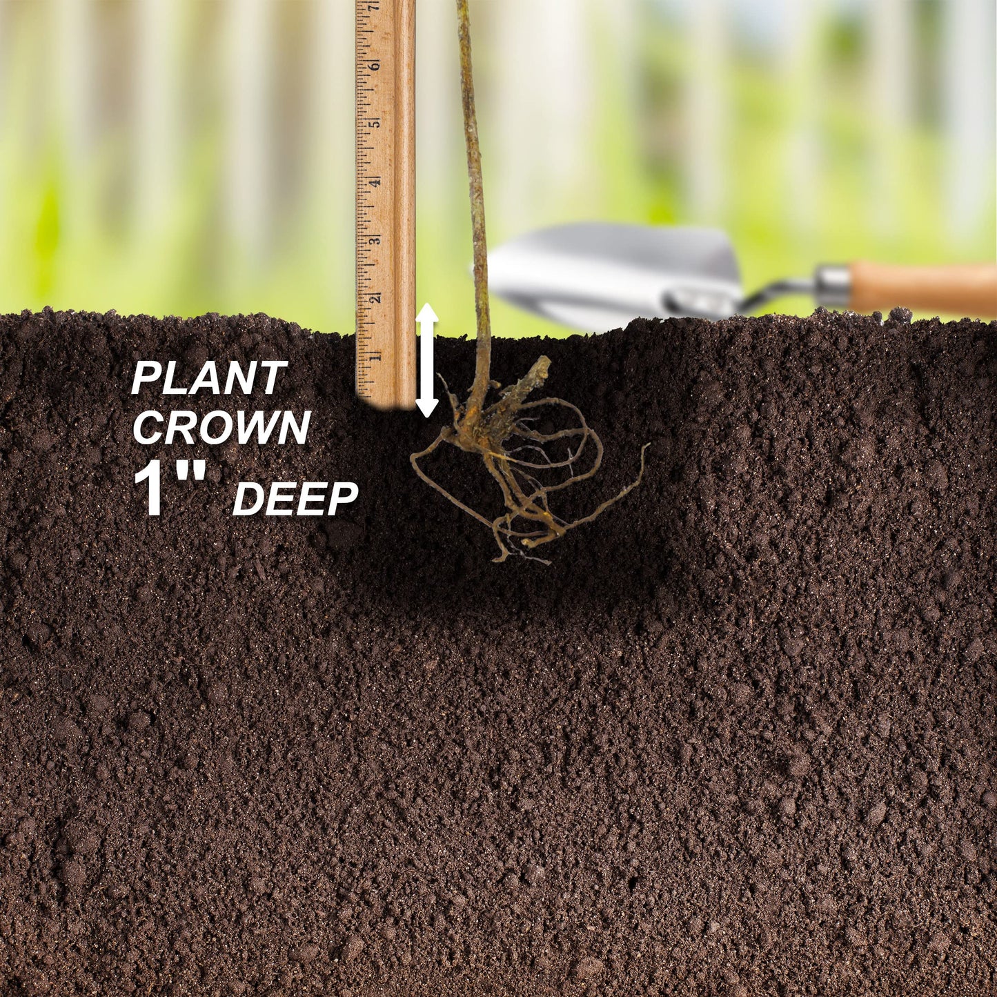 Garden State Bulb Chester BlackBerry, Bare Root, Non-GMO, Spring Planting (Bag of 2)