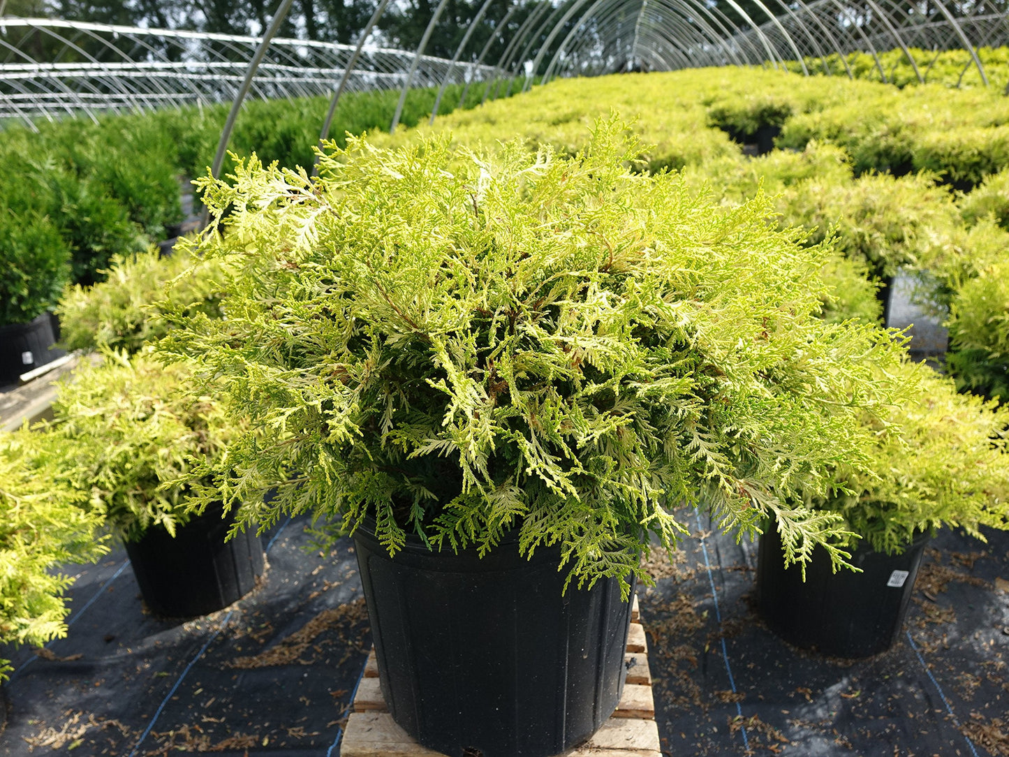 Chamaecyparis p. 'Vintage Gold' (Cypress) Evergreen, gold foliage, #2 - Size Container