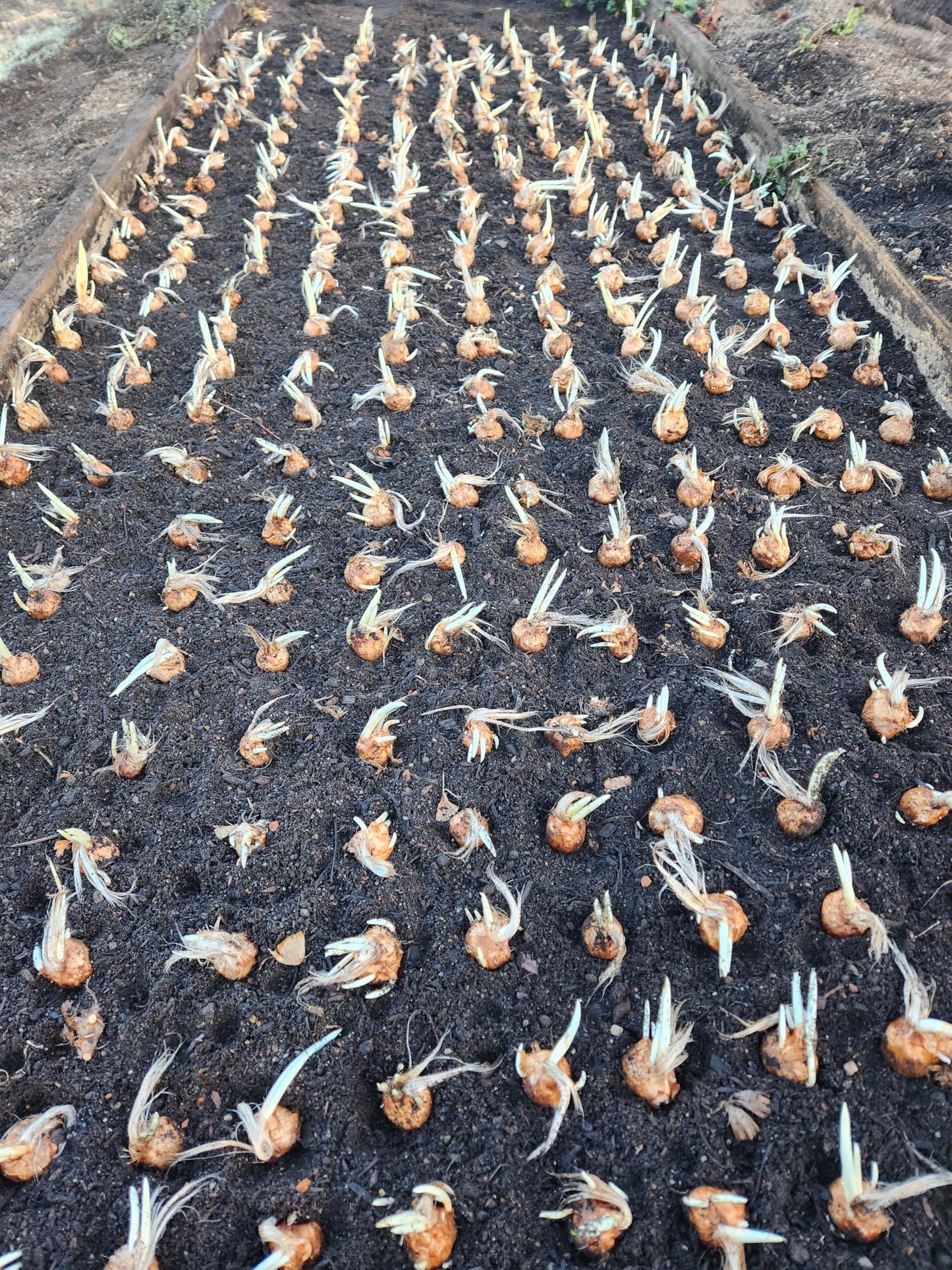 3 Saffron Sativus Crocus Corms - Huge 10+ cm Corms for Planting - Saffron Crocus Bulbs with Complete Planting Instructions - Premium Crocus Sativus Bulbs