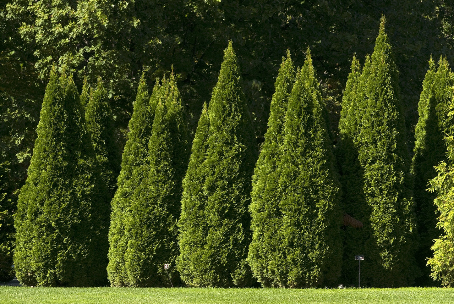 Live Plant Green Promise Farms, Thuja occidentalis 'Smargd' Emerald Green Arborvitae #3 Size Container, Evergreen