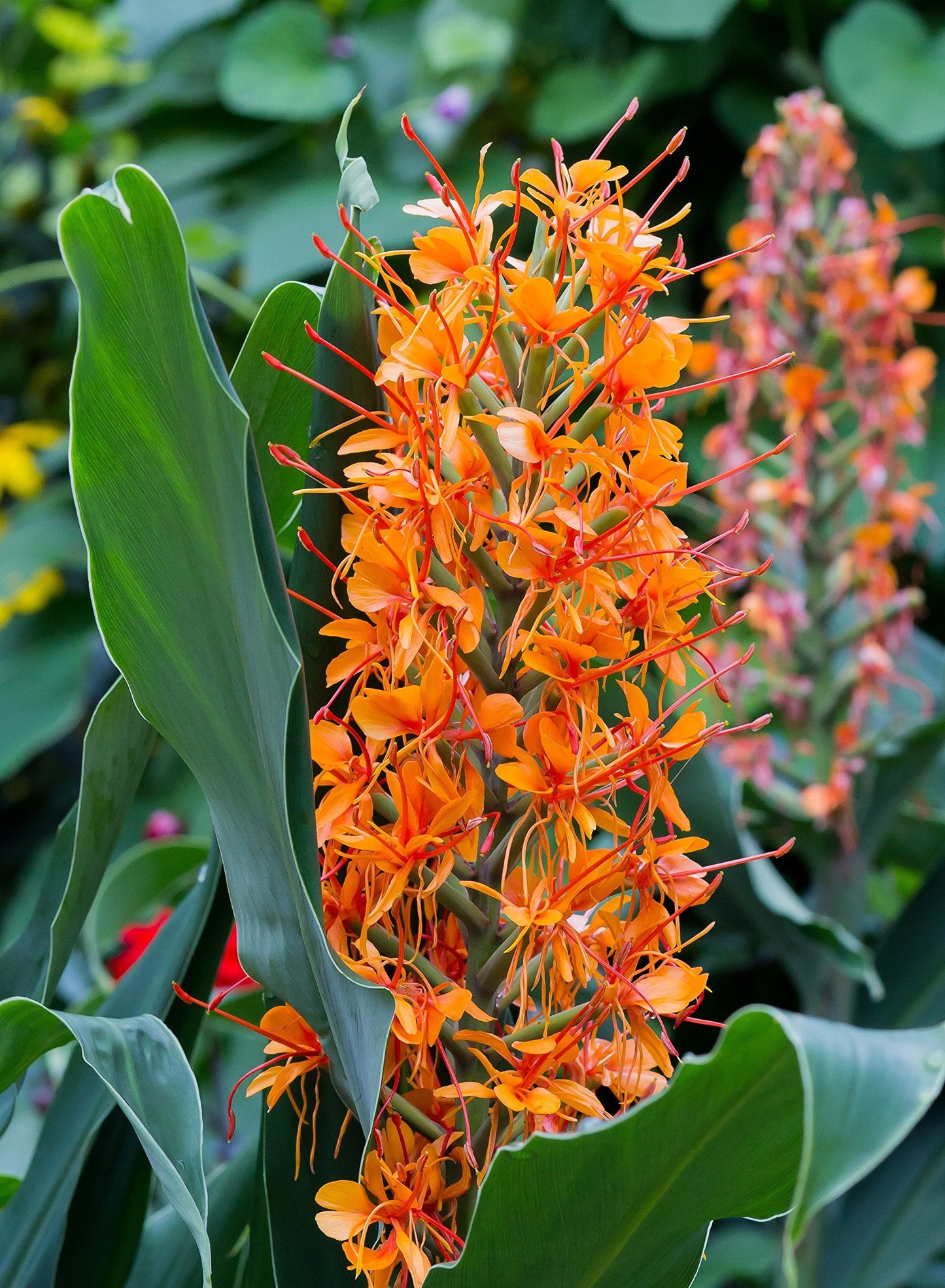 Easy to Grow Ginger Aurantiacum 3 Flower Bulbs - Uncommon Orange Fragrant Blooms in Summer Tropical Garden