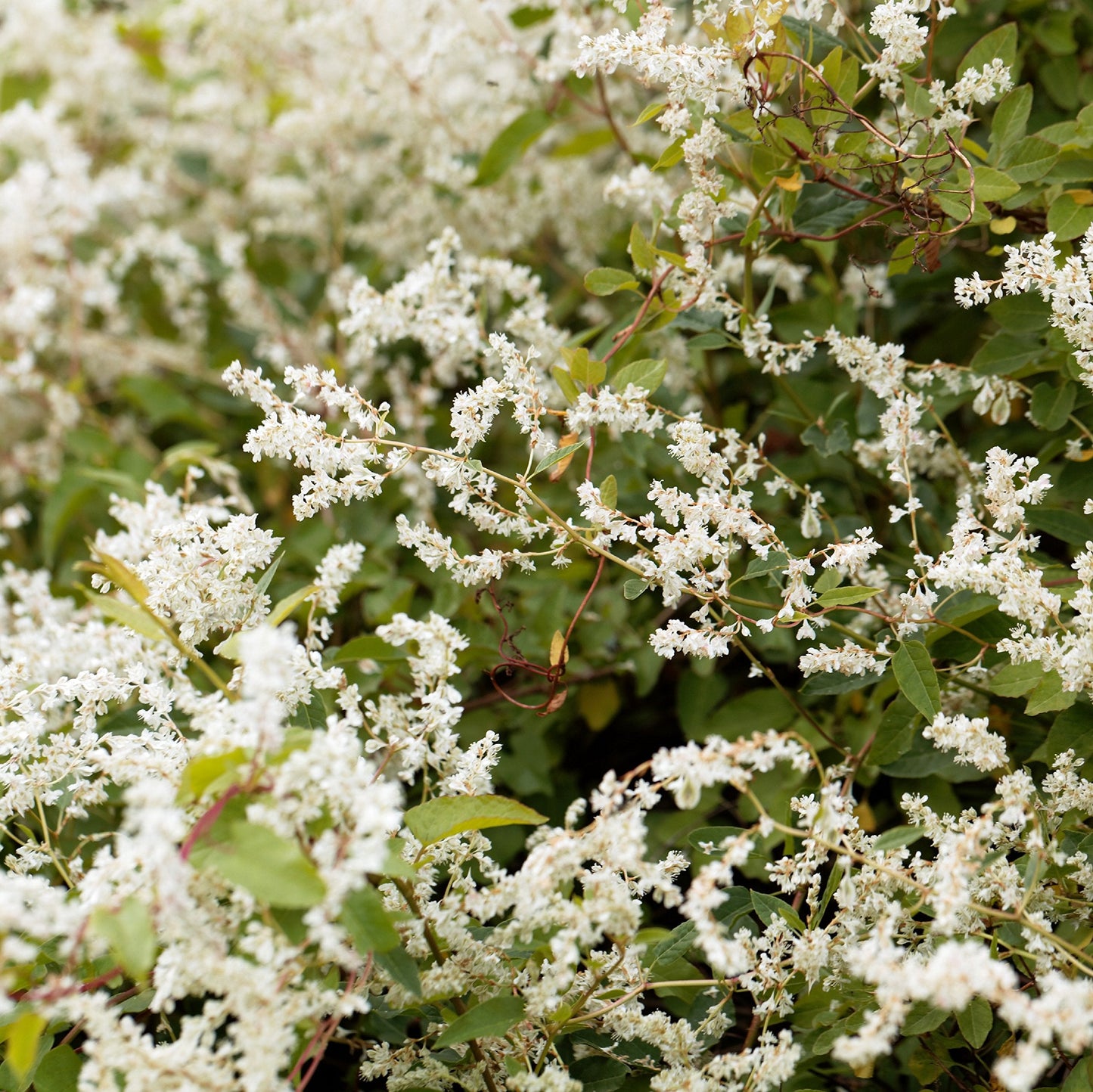 Easy to Grow Silver Lace Vine 1 Plant - Potted Hardy Deciduous Flower in a Quart Pot, Summer Fragrant White Blooms in Sun (Polygonum)