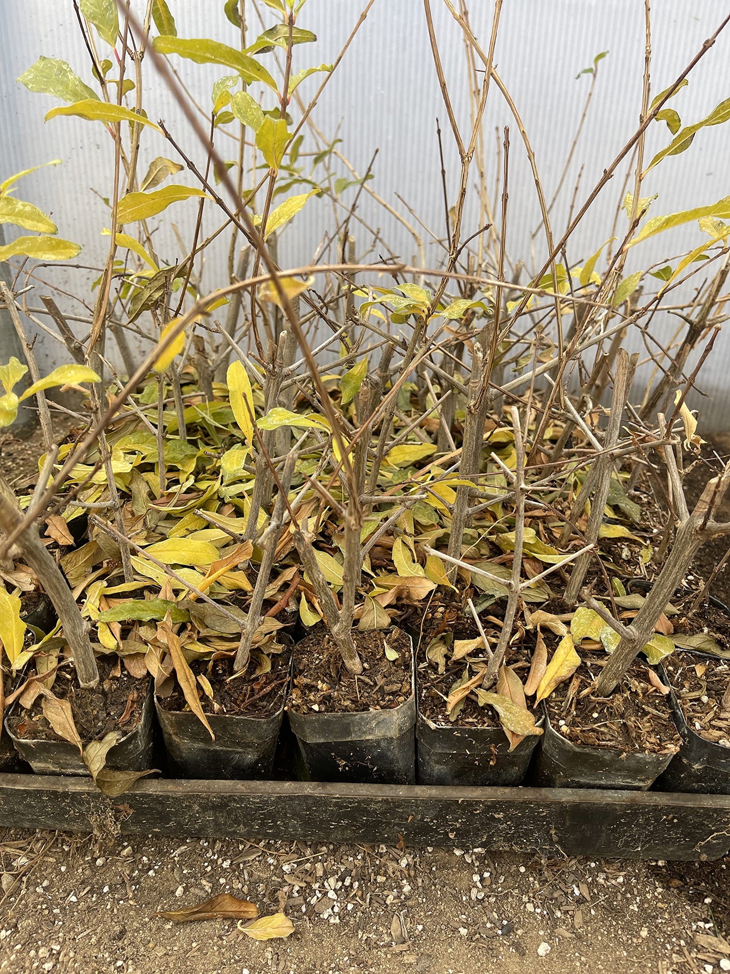 Wonderful Pomegranate Now DORMANT Live Plant Potted 5-8 Inch Tall Granada