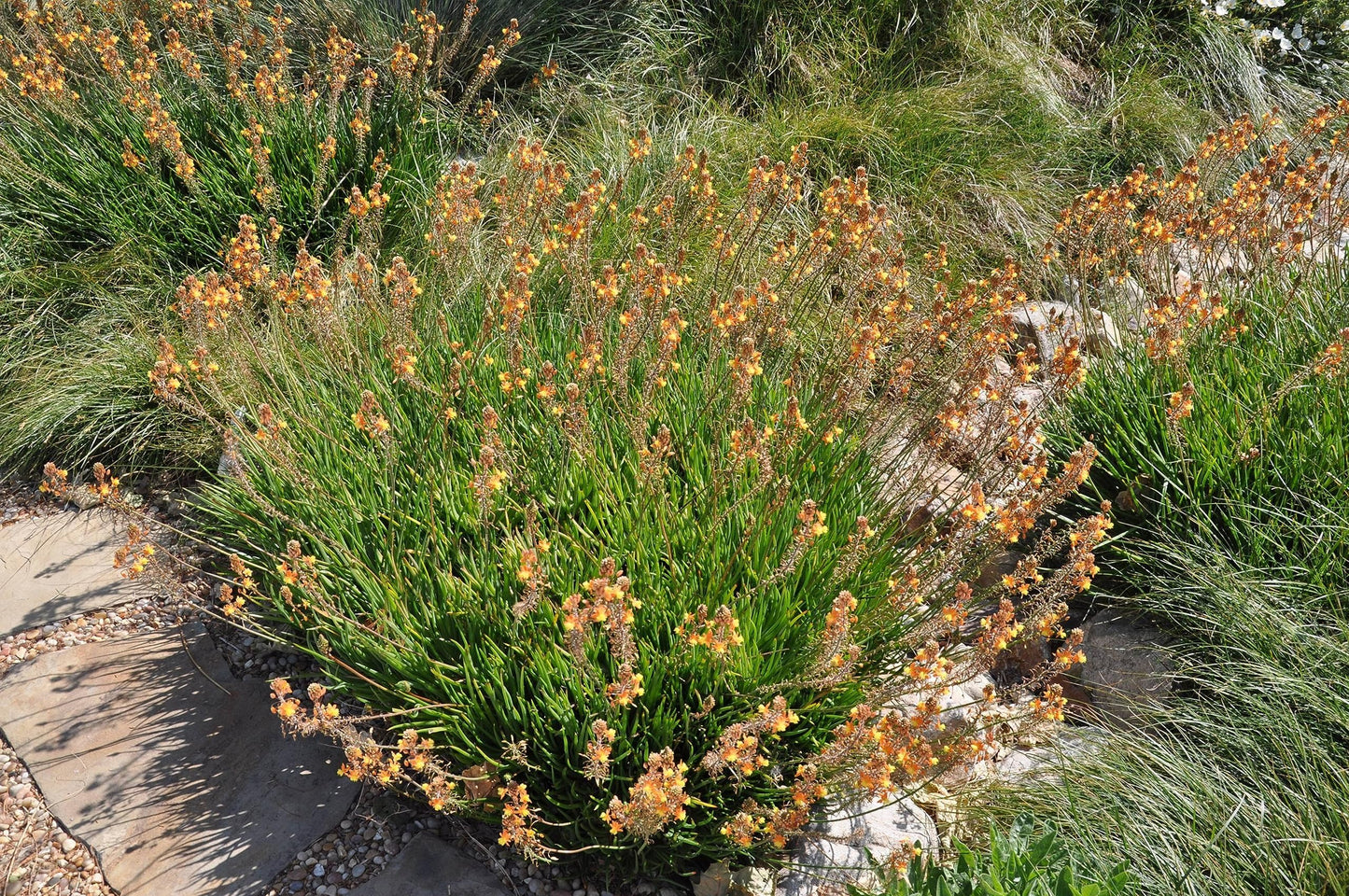 Bulbine Hallmark Orange | 1 Live Gallon Size Plant | Vibrant Orange Blossom Succulent, Live Plant, Easy-Care Perennial for Sunny Gardens, Drought-Tolerant Ground Cover