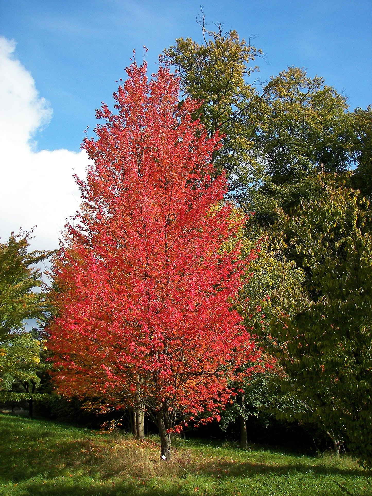American Red Maple Shade Tree - Live Plant Shipped 3 Feet Tall by DAS Farms