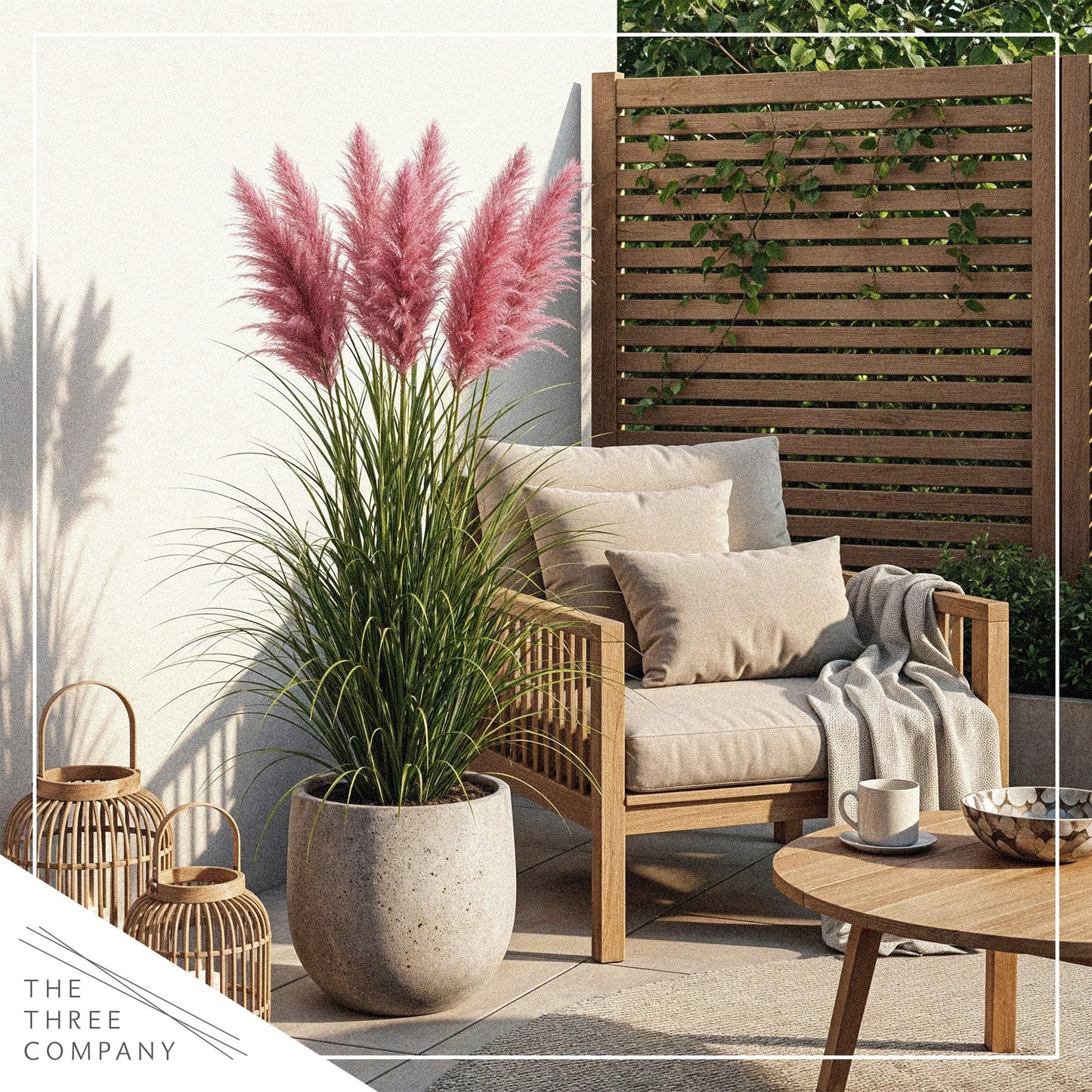 Live Ornamental Pampas Grass (Cortaderia selloana) - Pink - Perennial Accent Plant - 10" Tall by 5" Wide in 1.5 Qt Pot