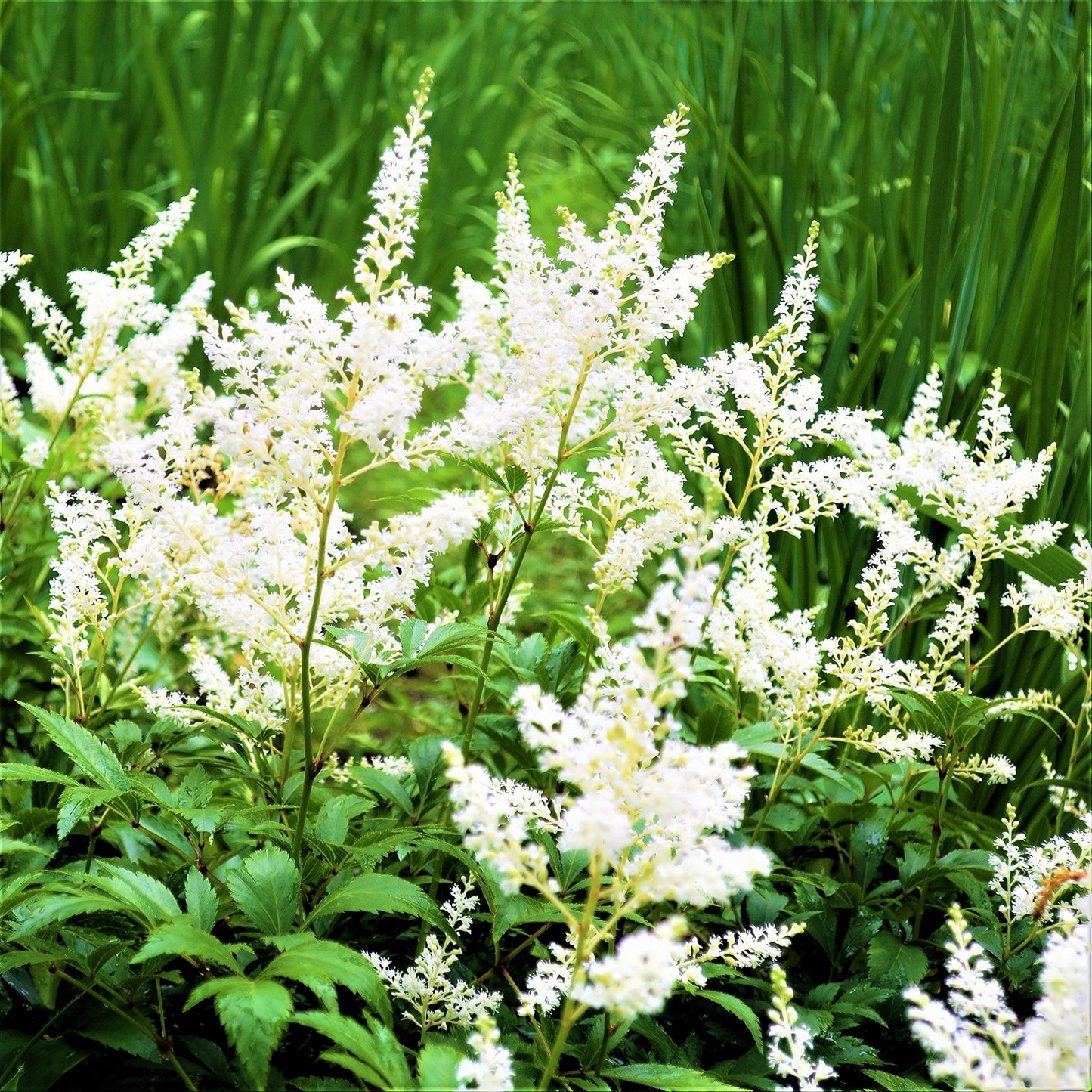 Easy to Grow Astilbe Younique White 1 Plant Bareroot - Summer White Blooms in Shade, Pollinator Friendly Flowers (False Spirea, Goat's Beard)