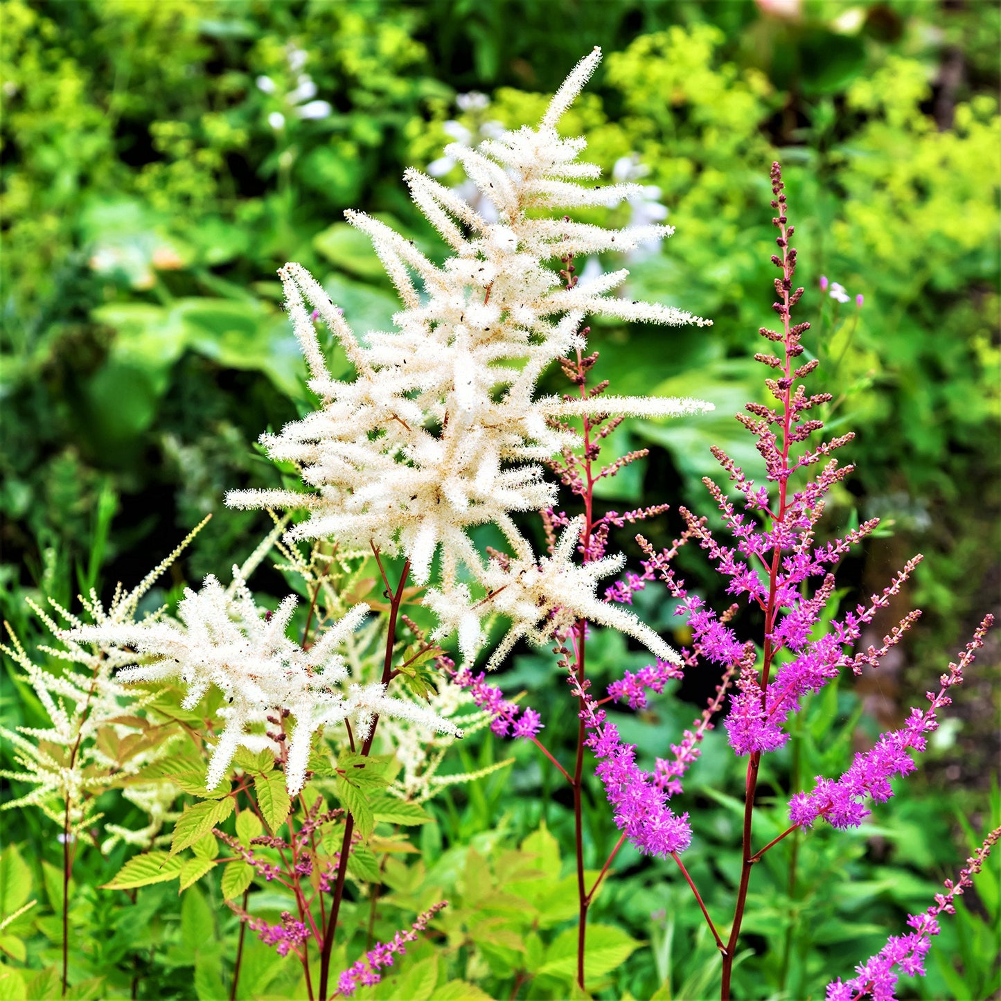 Easy to Grow Astilbe Younique White 1 Plant Bareroot - Summer White Blooms in Shade, Pollinator Friendly Flowers (False Spirea, Goat's Beard)