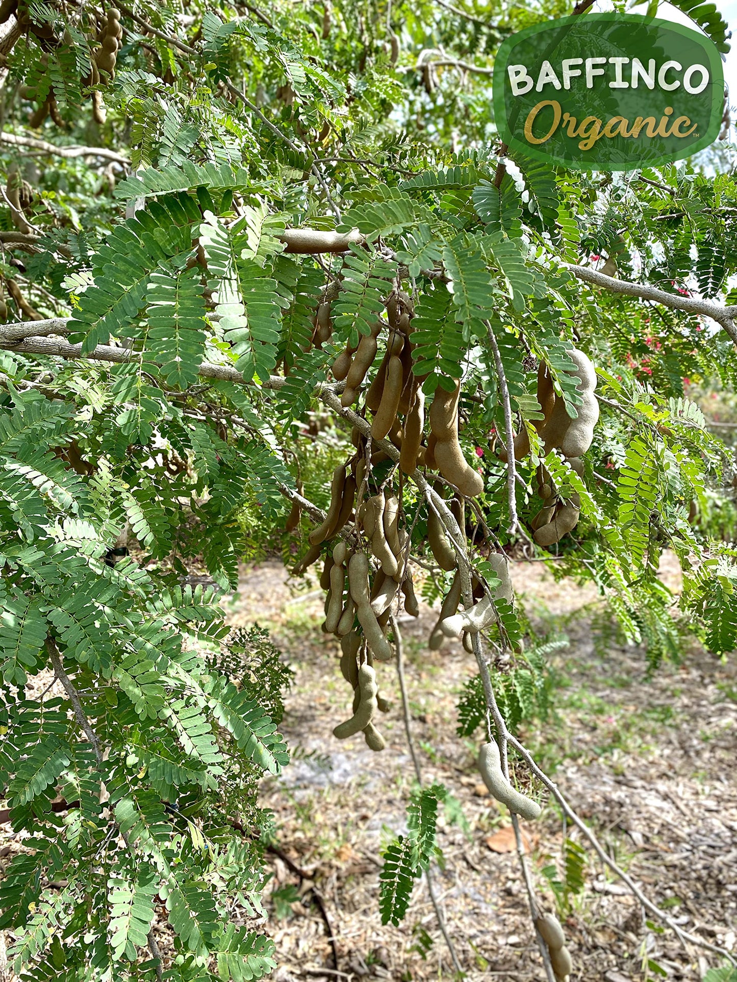 Tamarind Seeds for Planting Grow Organic Florida Product of USA NEW Seeds (30)