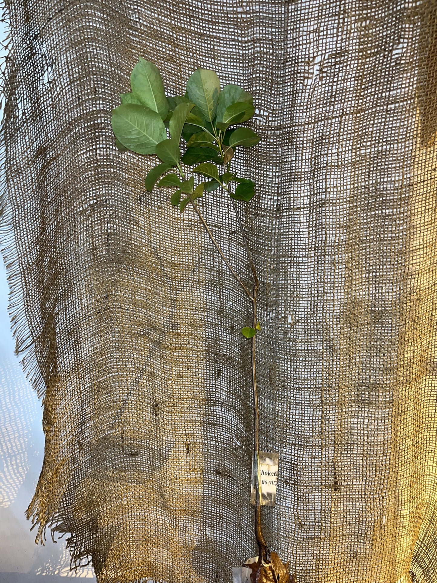 12-24” Tall Chokecherry Prunus virginiana, 1-2 Year Old Bare Root Plant