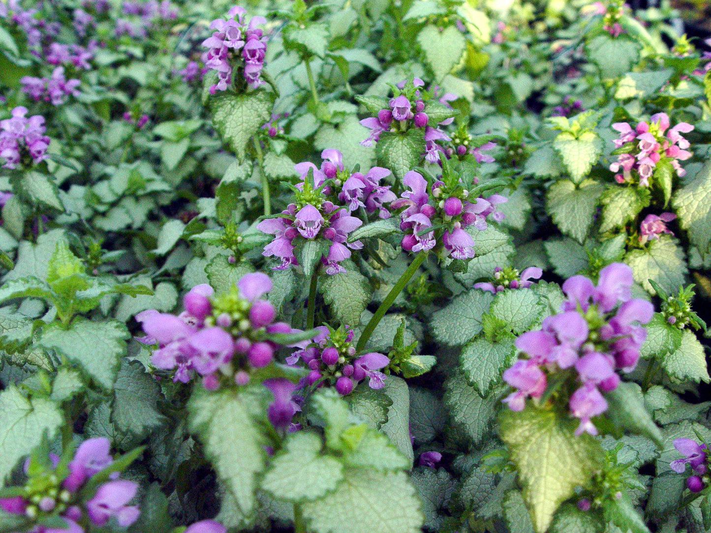 Lamium 'Orchid Frost' (Deadnettle) Perennial, purple flowers, 1 - Size Container