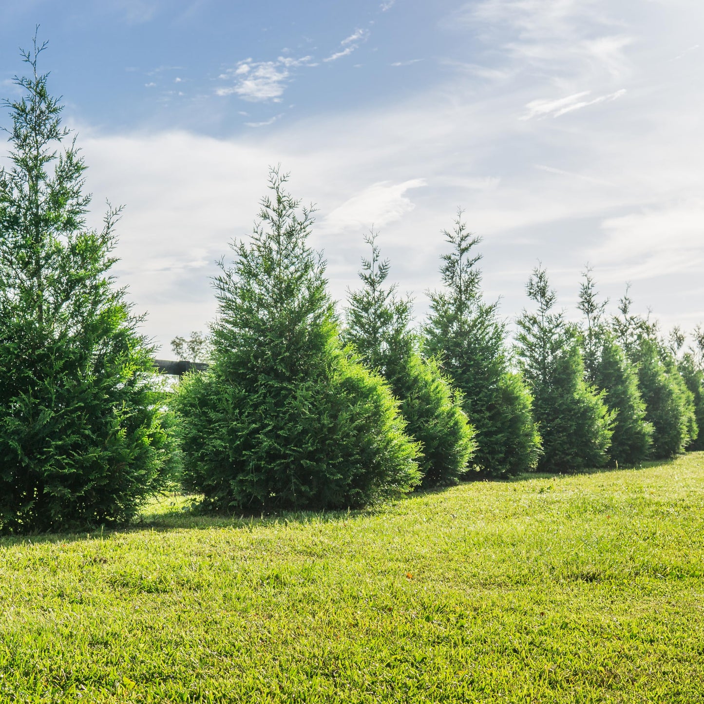 Perfect Plants Thuja Green Giant Plant 18-Pack | Large Evergreen Arborvitae Liner | Privacy Landscaping Kit in a Box