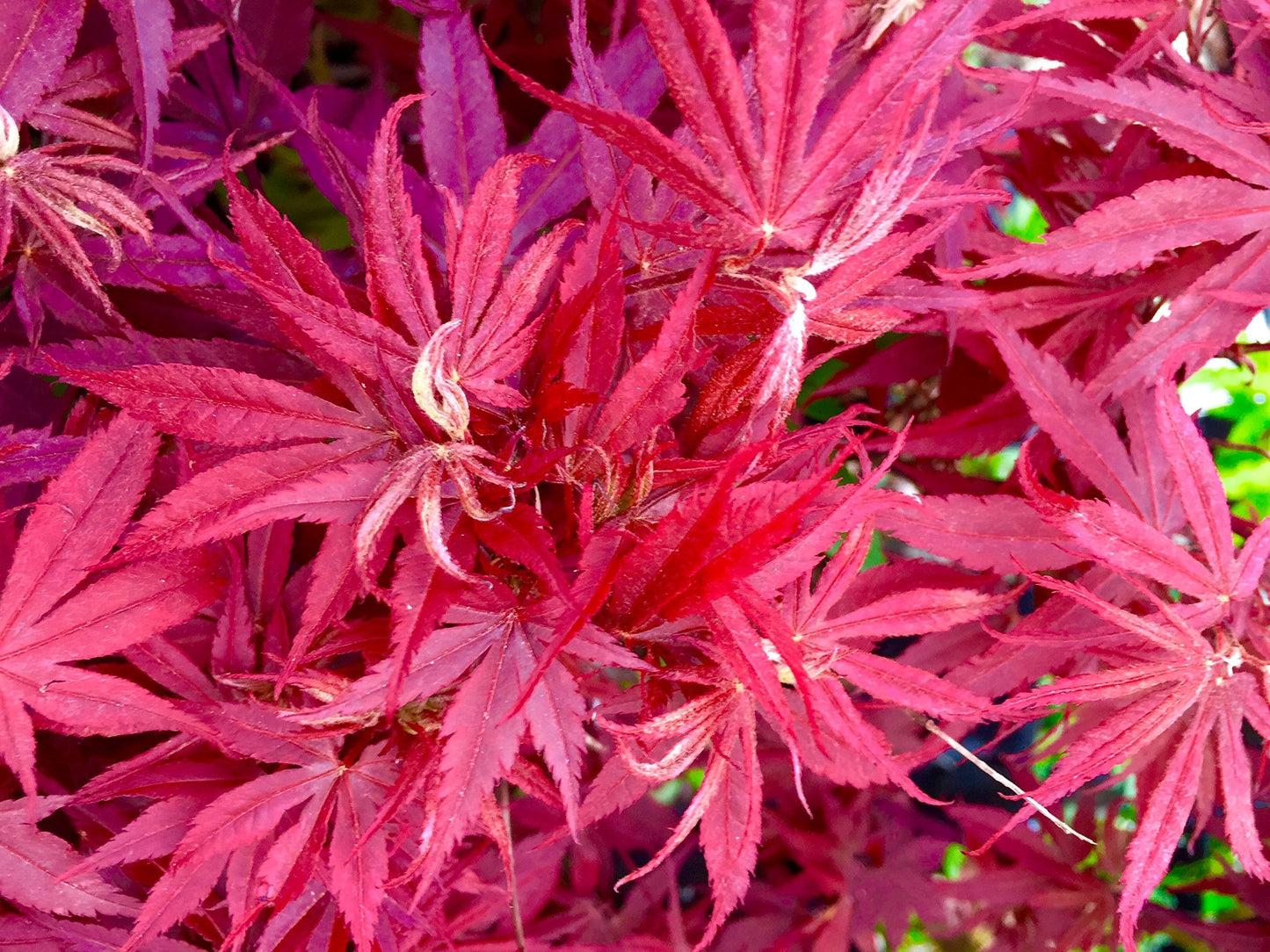 Pixie Dwarf Japanese Maple 3 - Year Live Tree