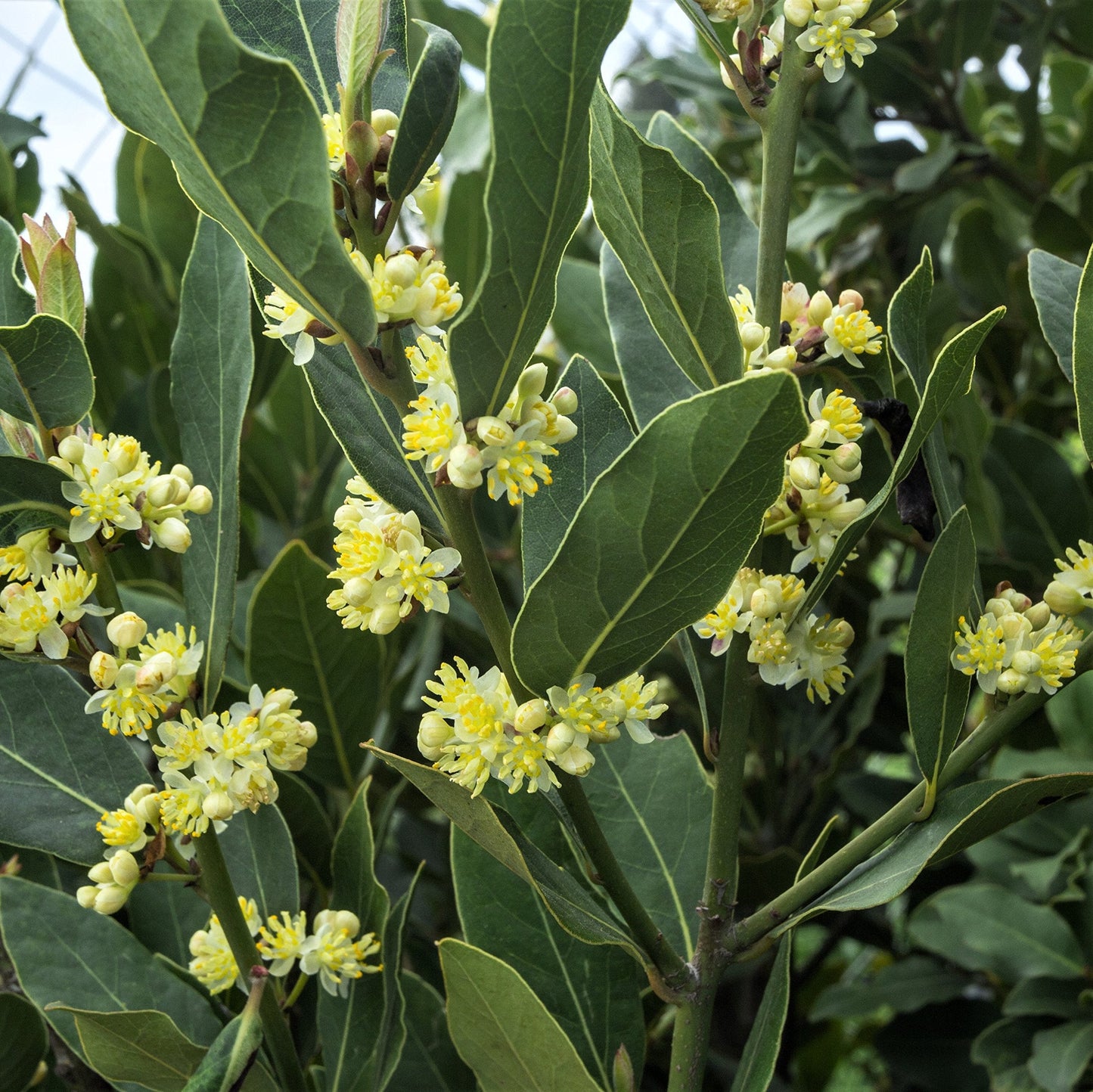 Easy to Grow Bay Laurel 1 Plant - Potted Shrub Herb in Quart Grower Pot, Aromatic Foliage Used in Cooking (Sweet Bay)