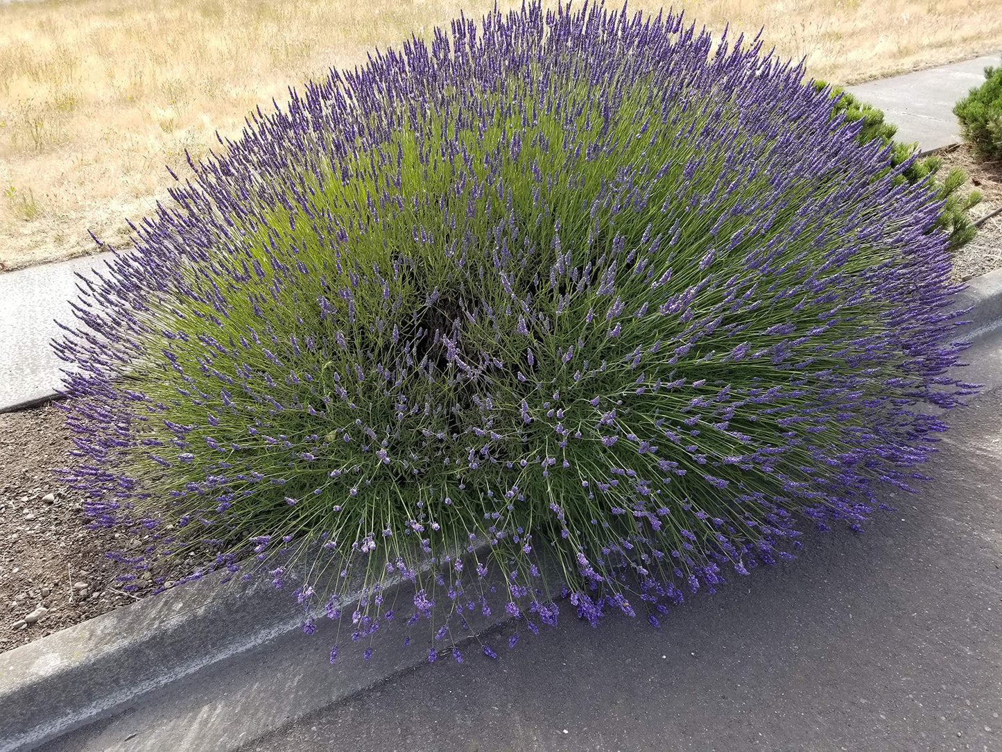 L+ Grosso Lavender — 1 Live Plant in 4" Pots — Deep Violet Flowers — Fragrant, Bee-Friendly, Drought & Deer Resistant Perennial — Zones 5–9, Cut Flower & Sachet